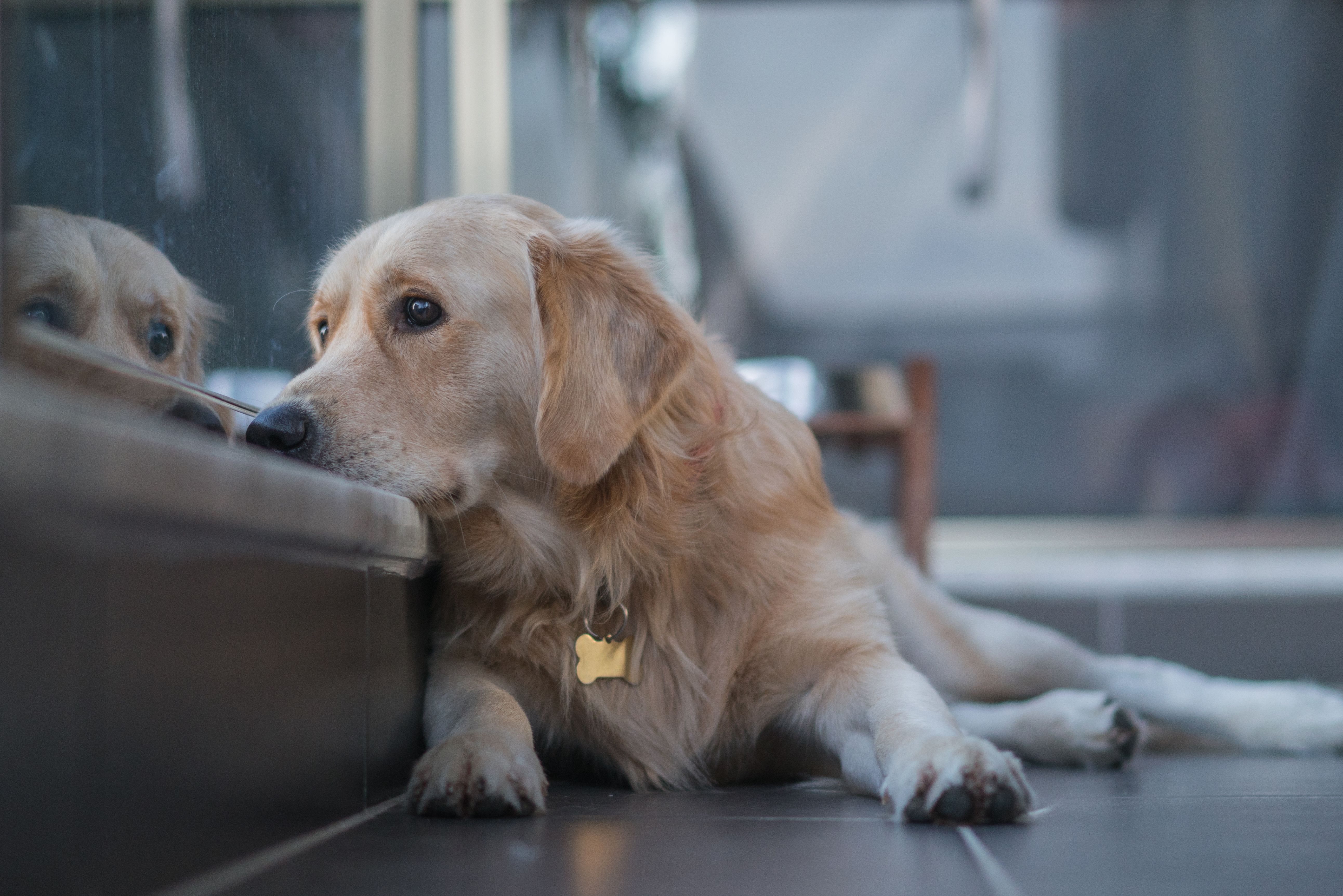 dog safety measures