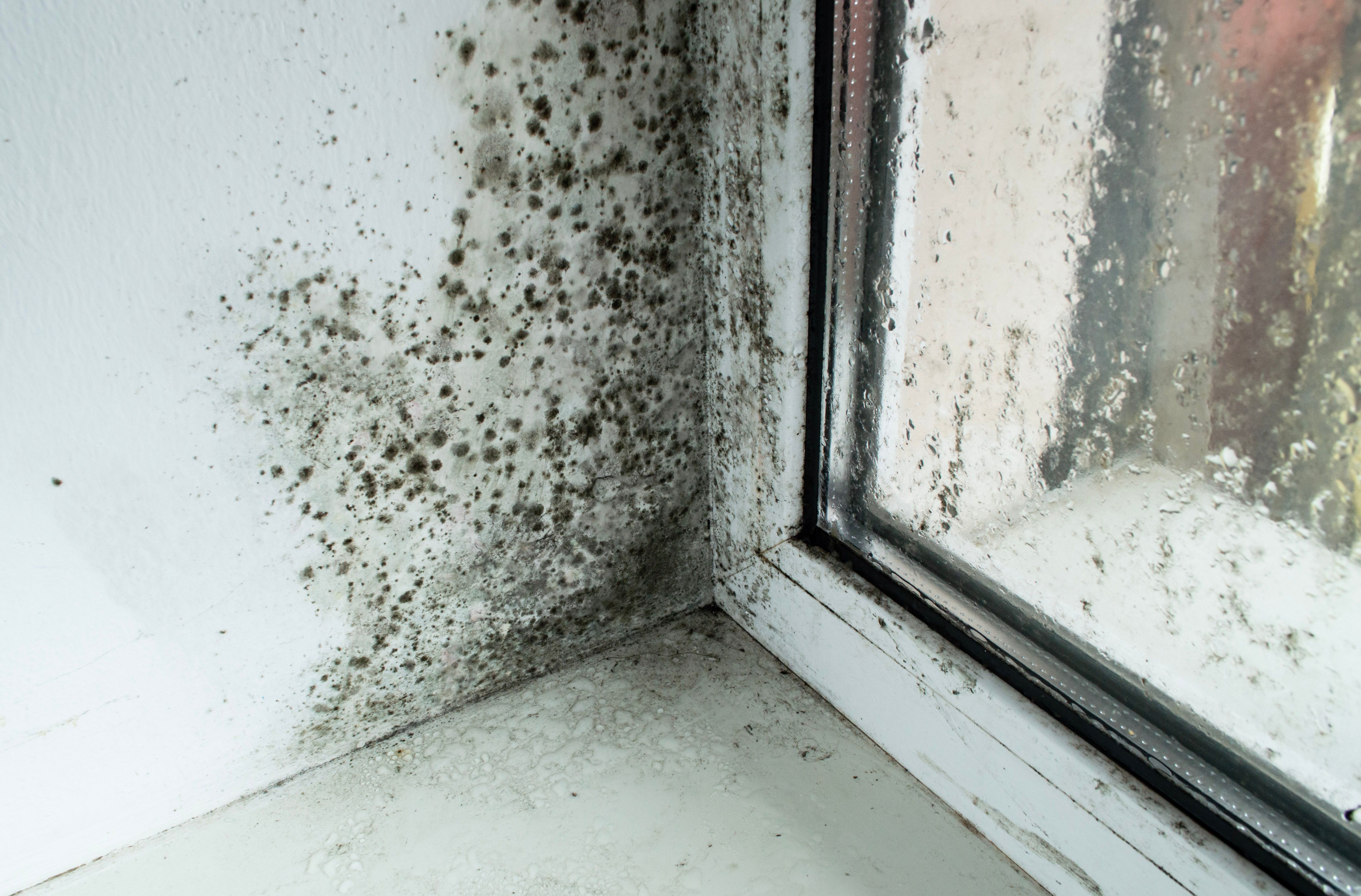health impact mold