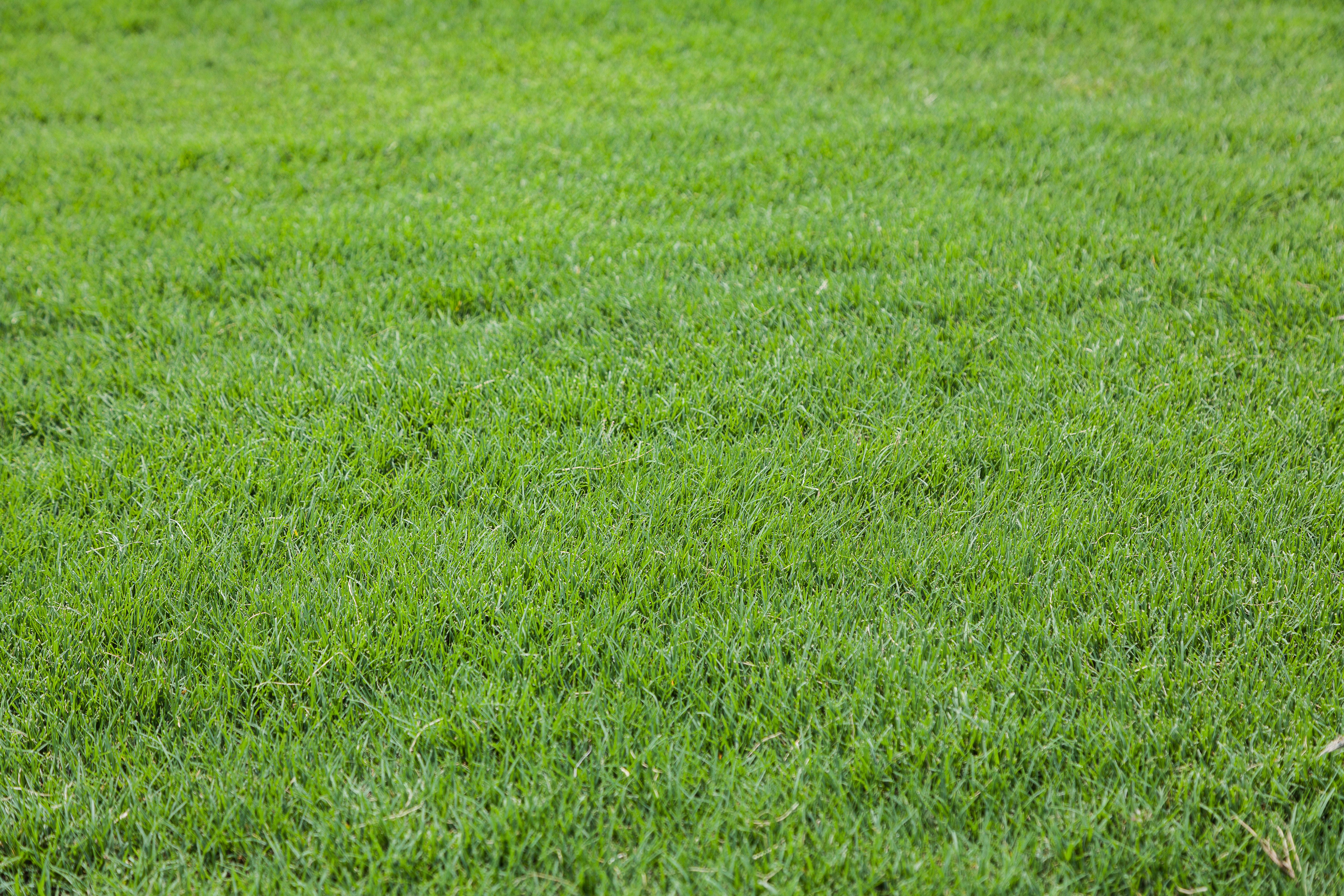 bermuda grass