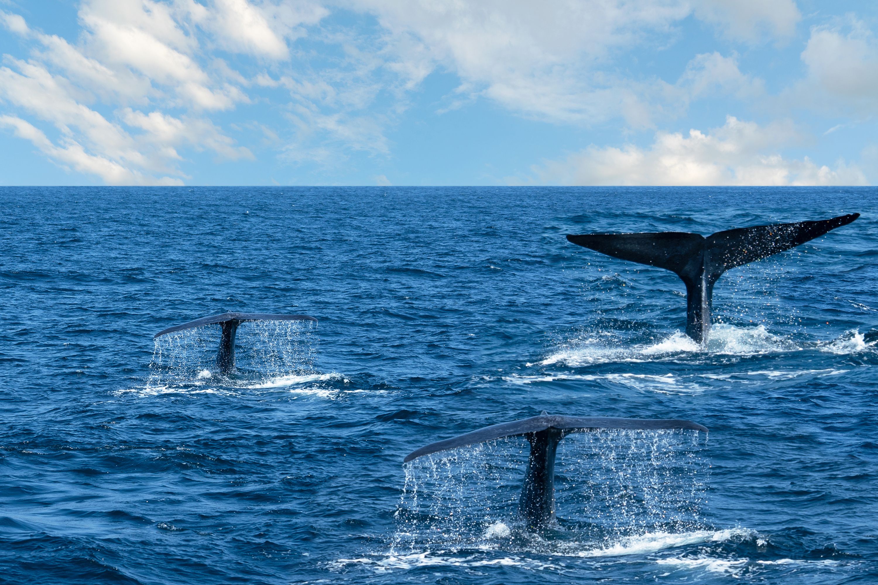 mirissa whales