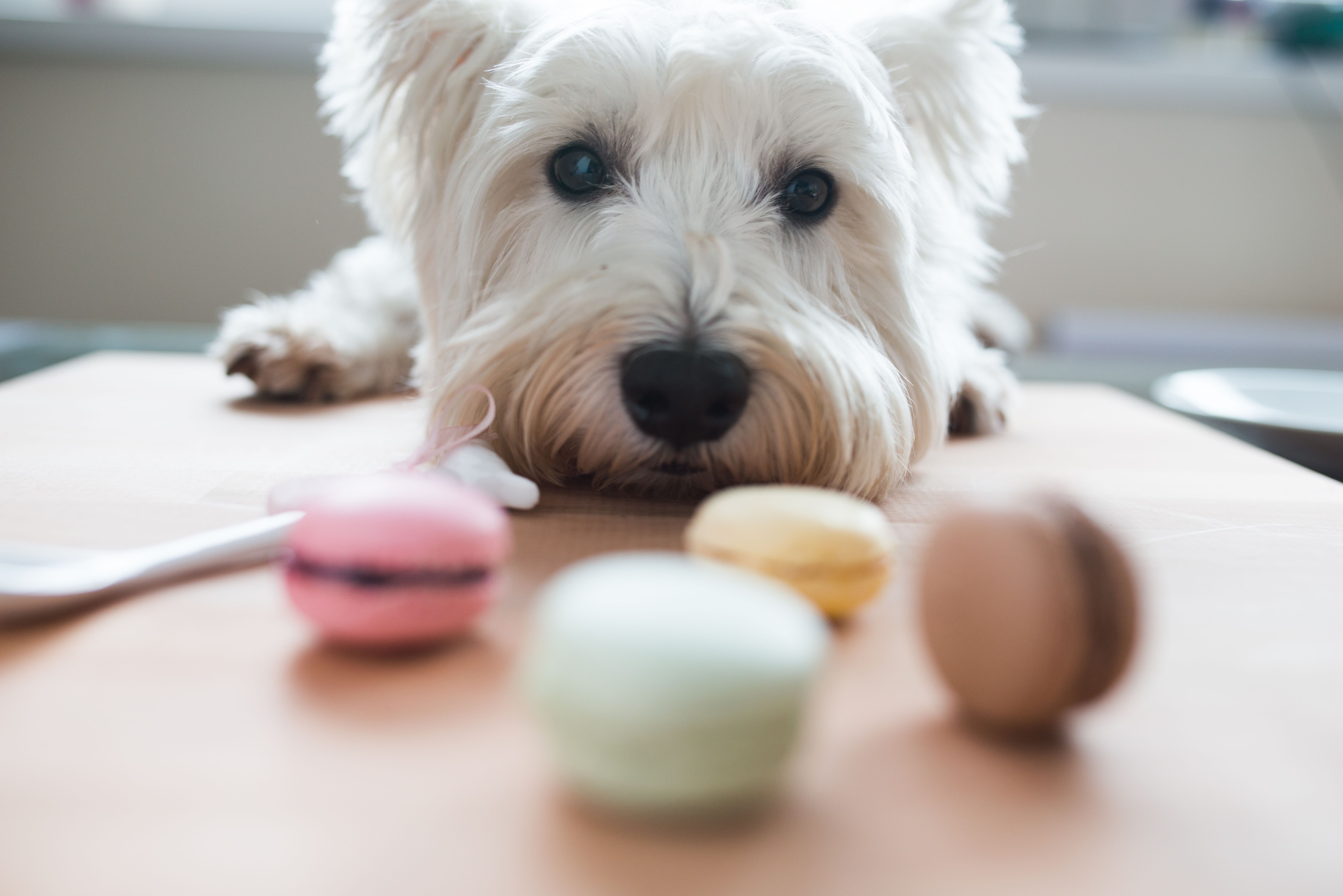 pet gourmet meals