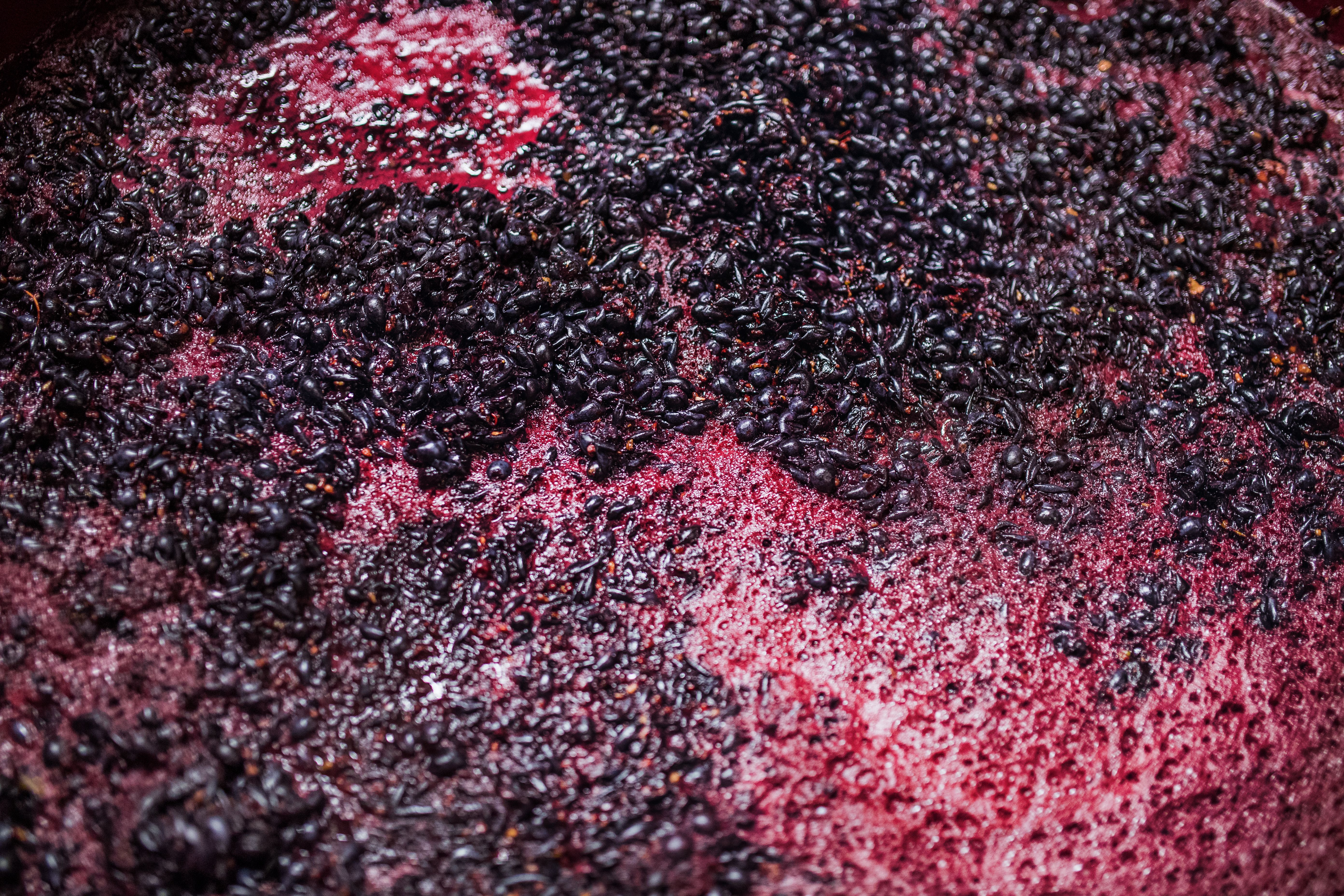 grapes fermentation