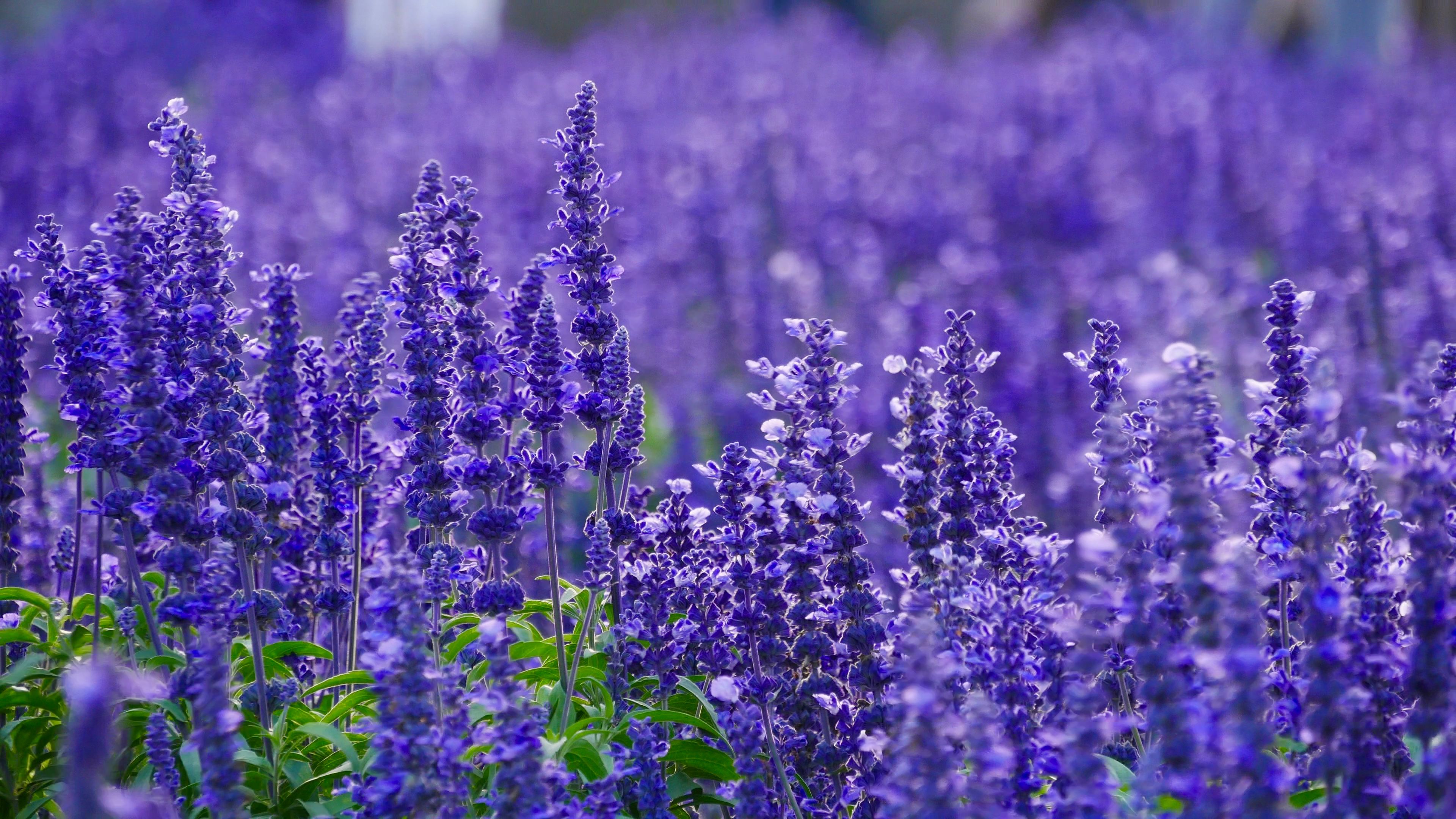 Lavender used to wash and in bathing rituals