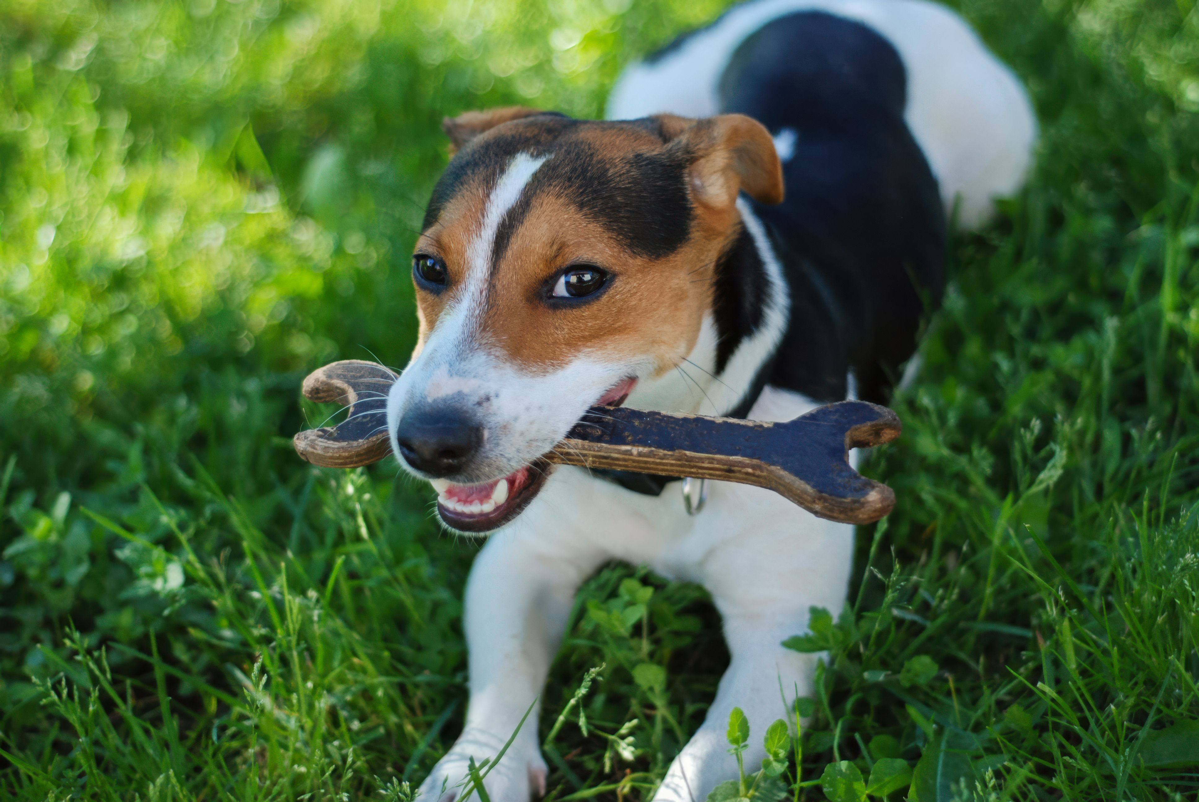 dog chewing toy