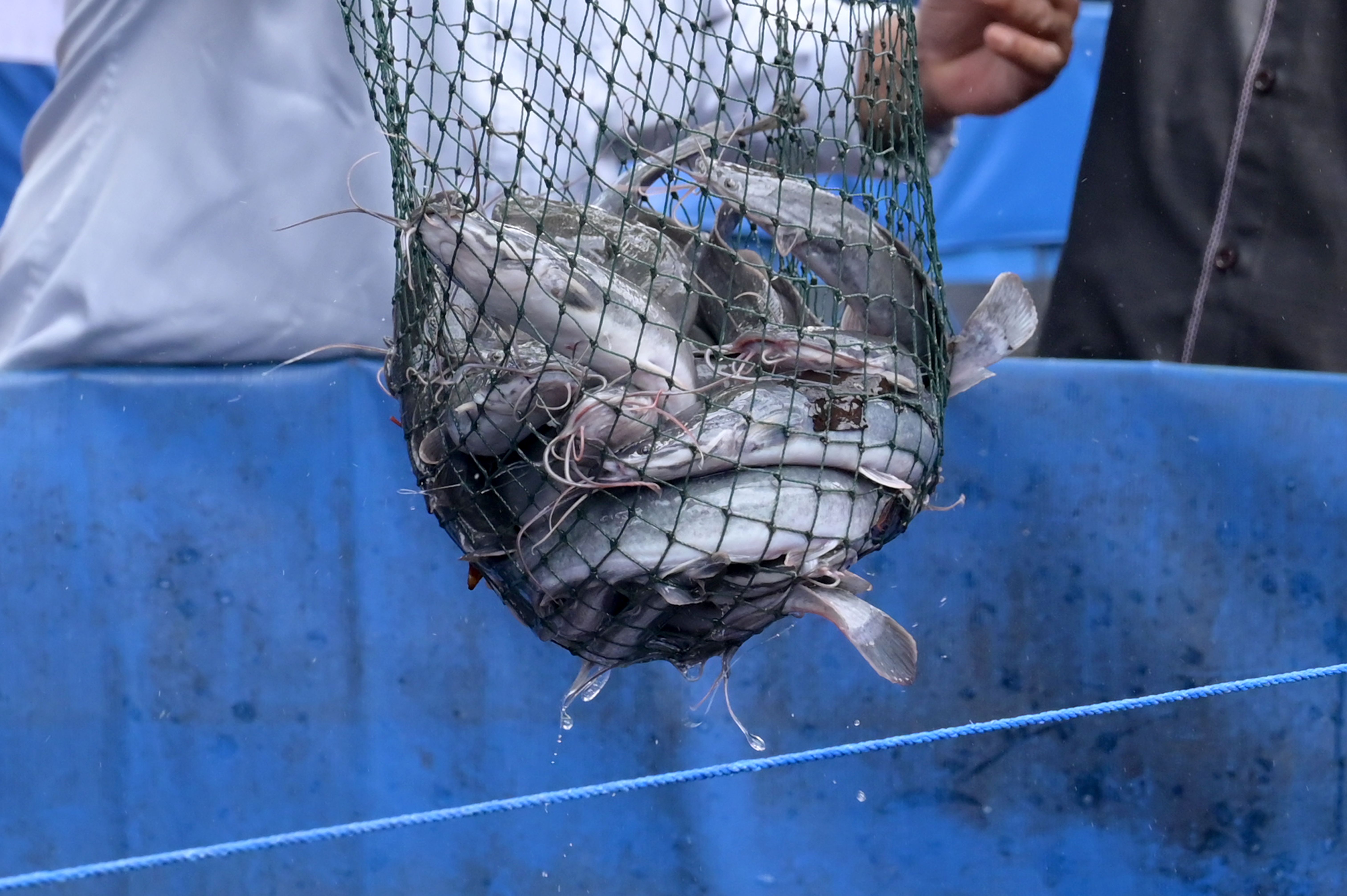 Harvesting Catfish with Biofloc Cultivation System
