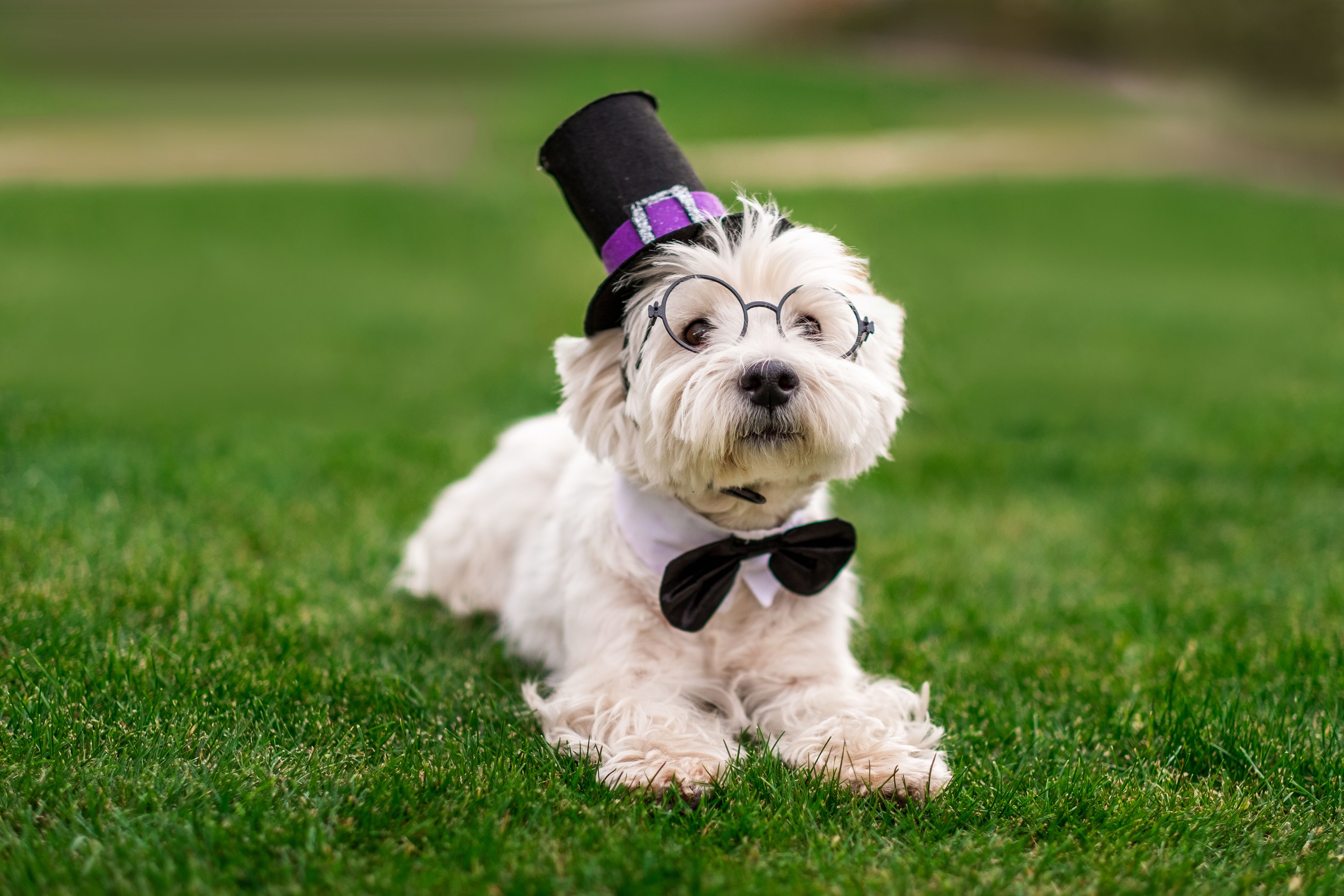 Cute west highland white terrier dog with bow tie and top hat