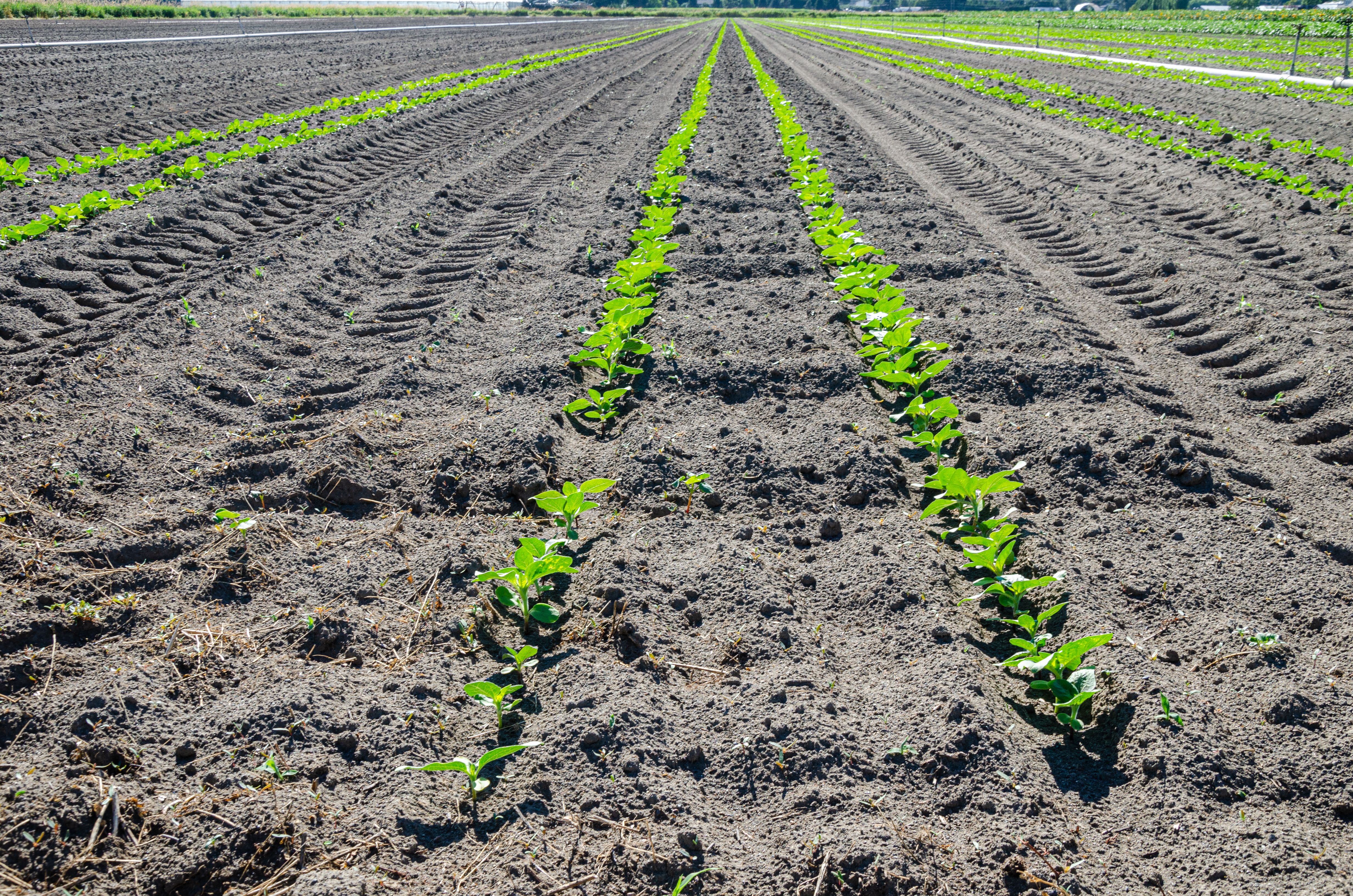 Sunflower cultivation in a flower farm in the Fraser Valley, BC, Canada