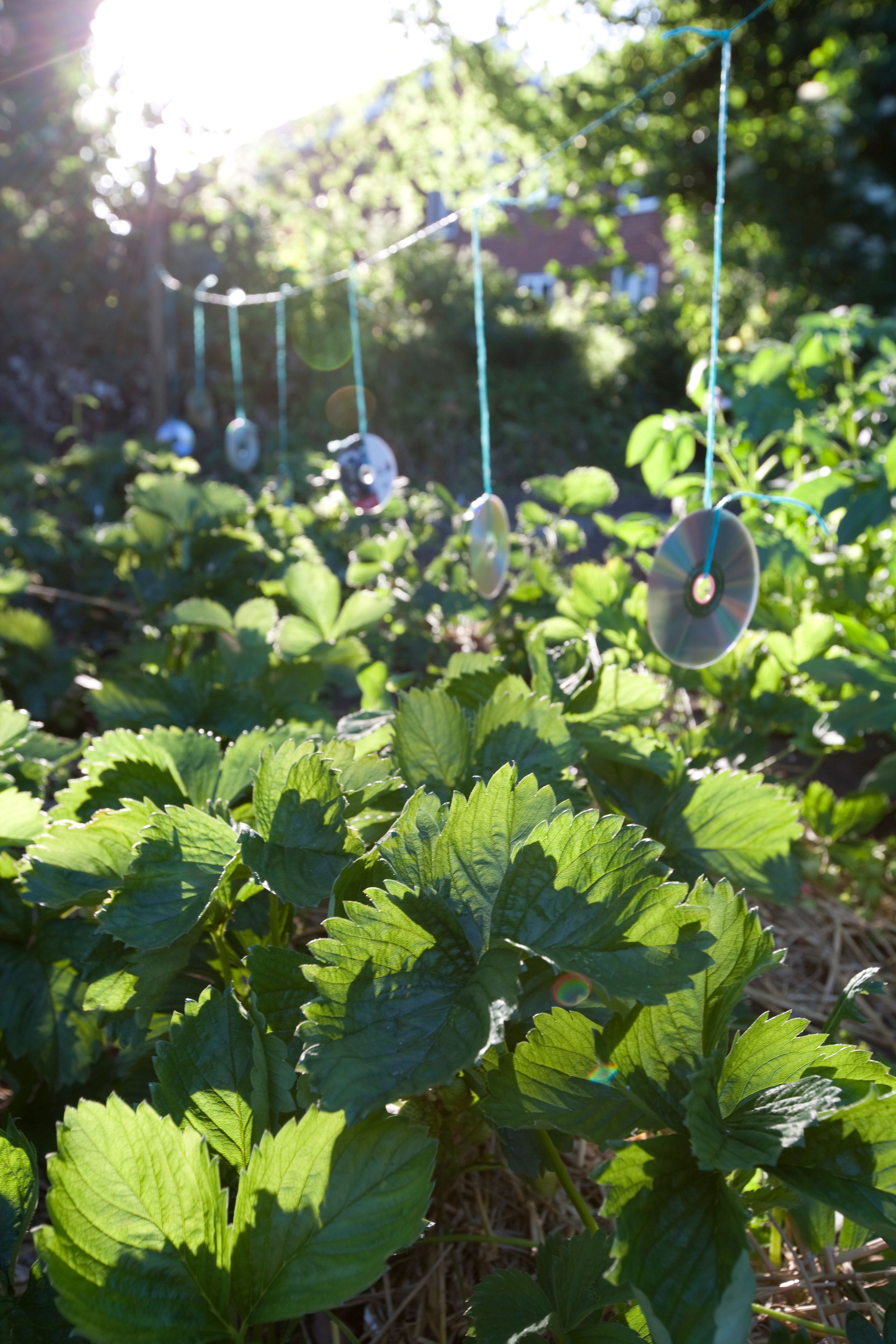 bird deterrent devices