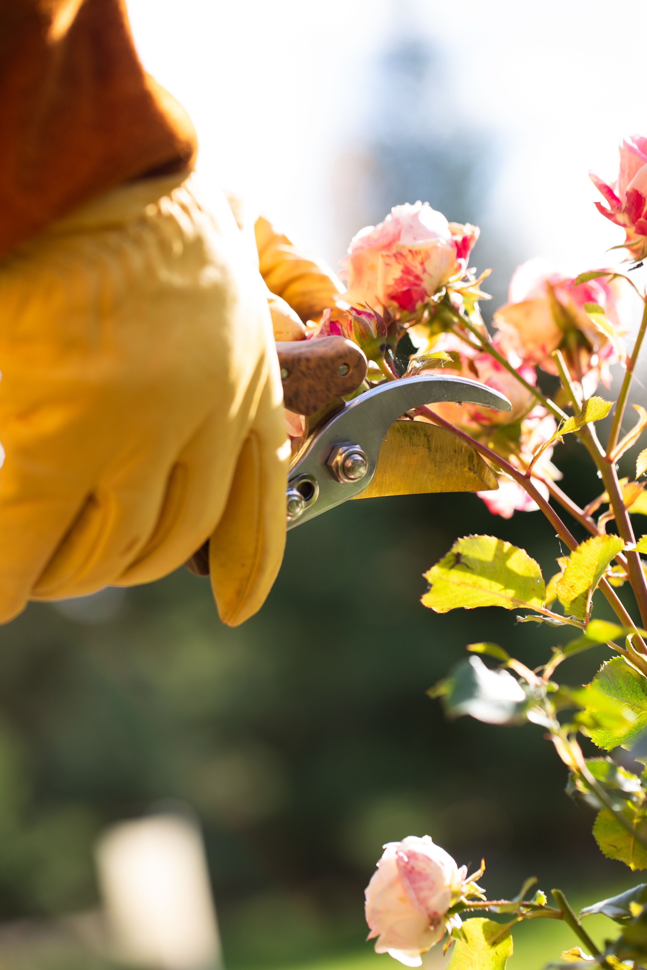 pruning tools