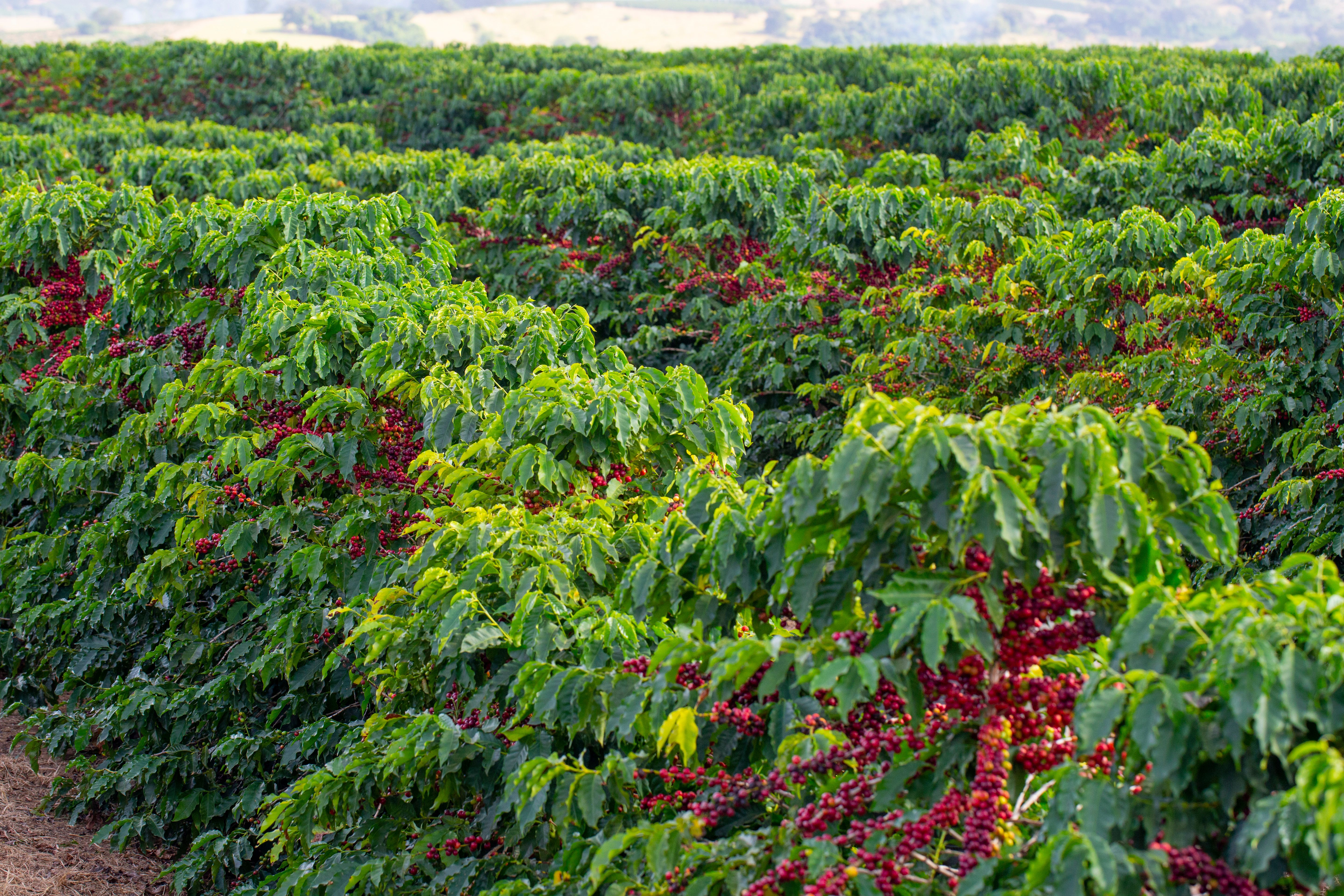 coffee plantation