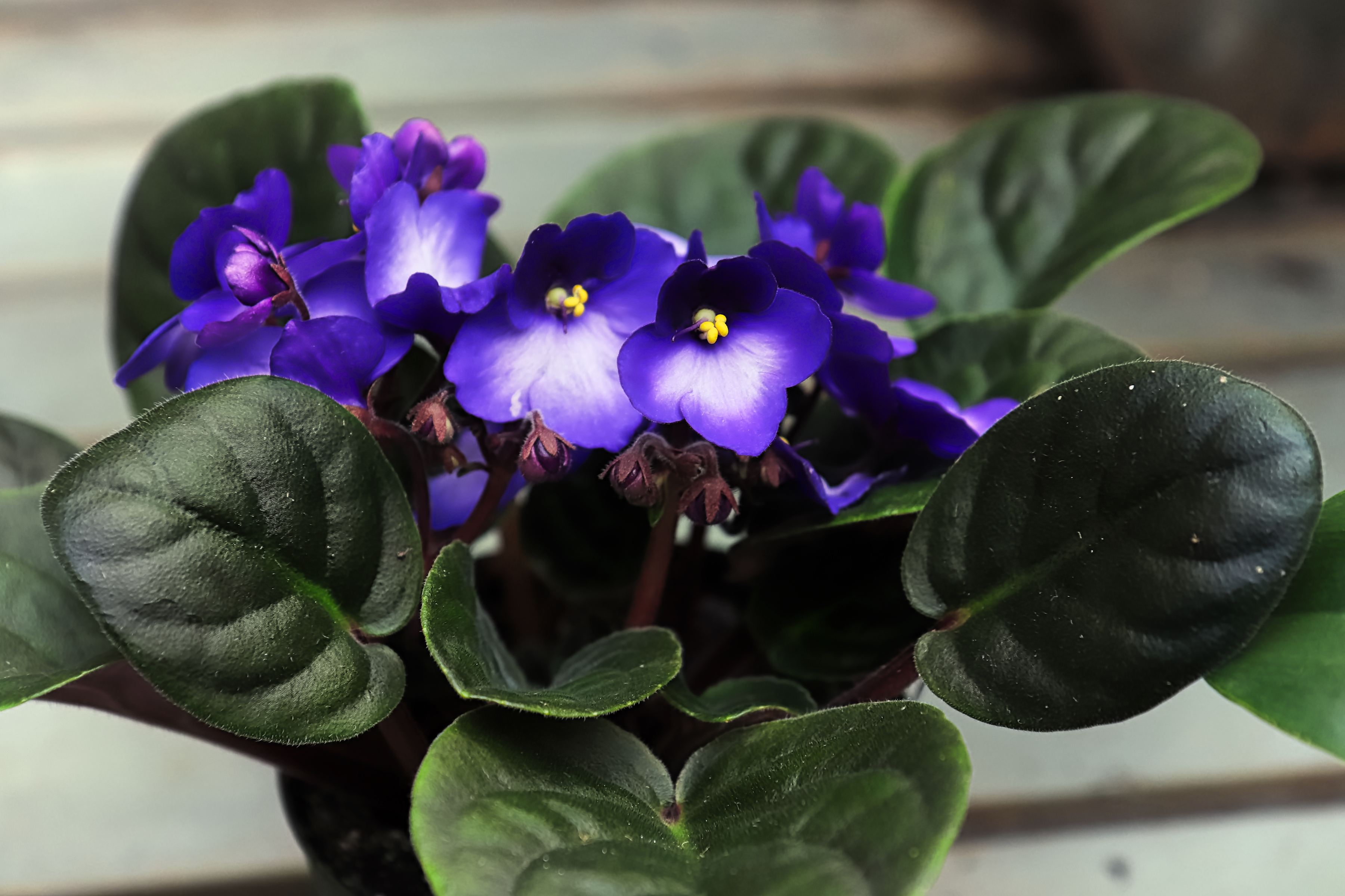 Side view of blue and white flowering african violets