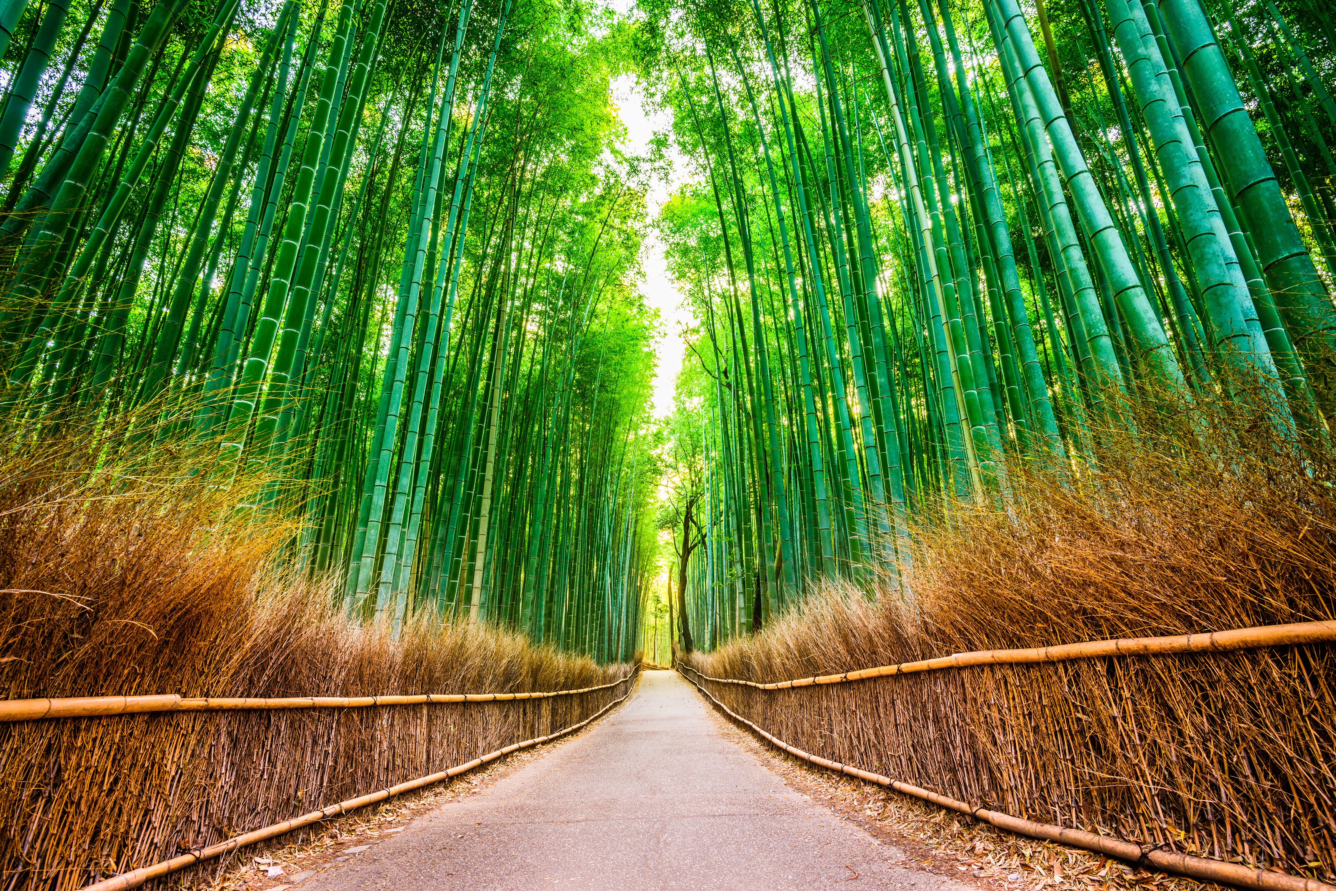 bamboo forest