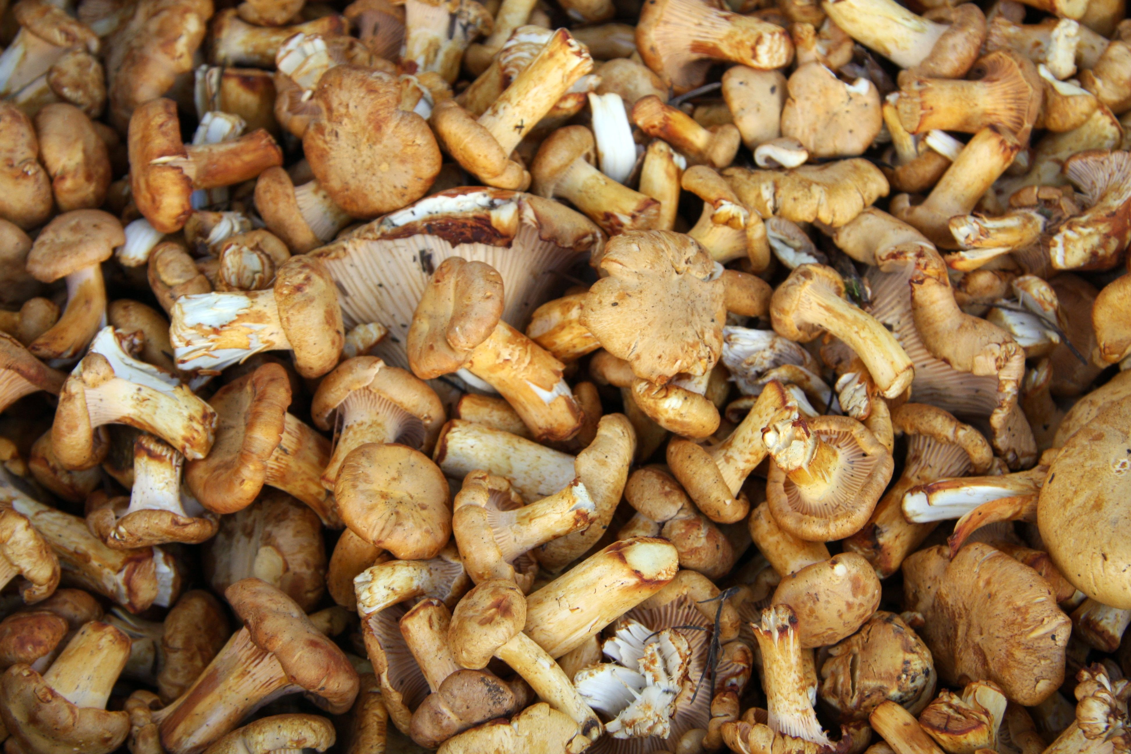 boise forest mushrooms