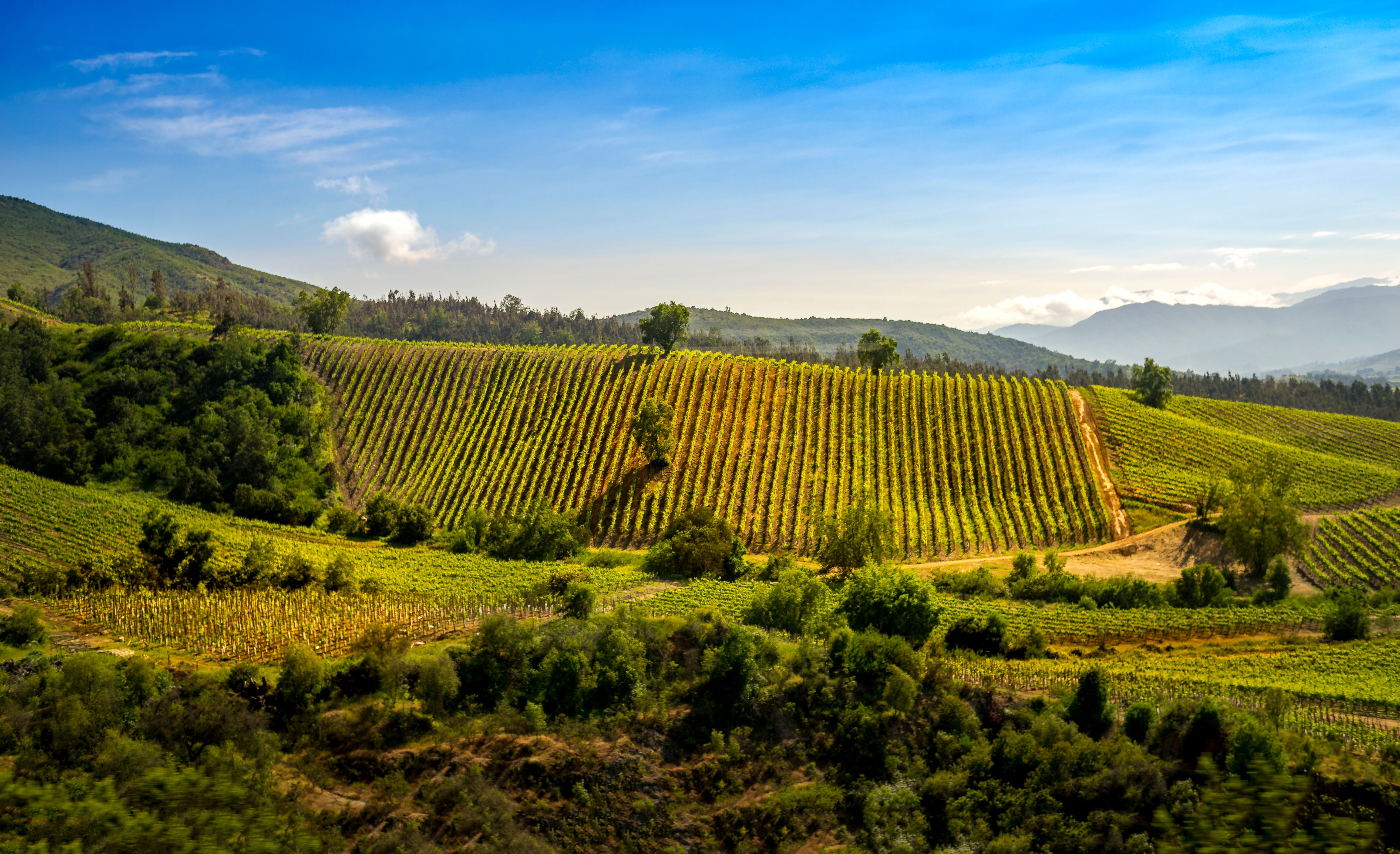 chilean wine chilean wine