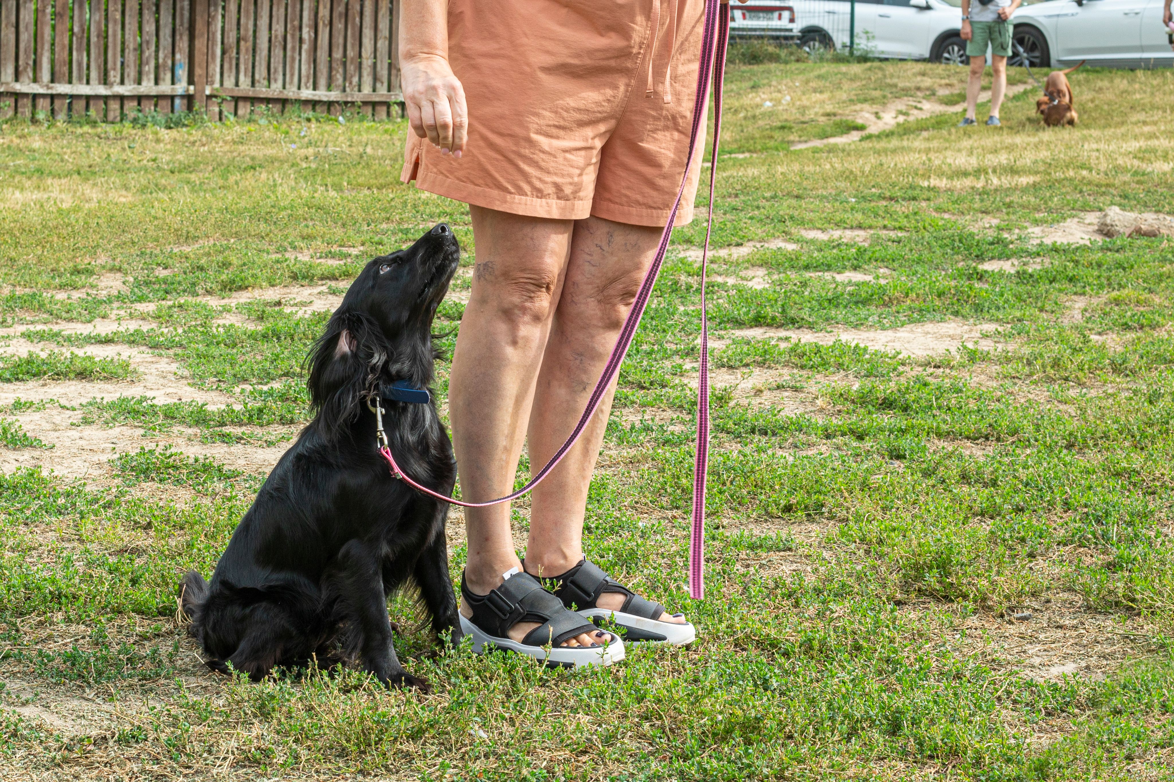 dog trainer