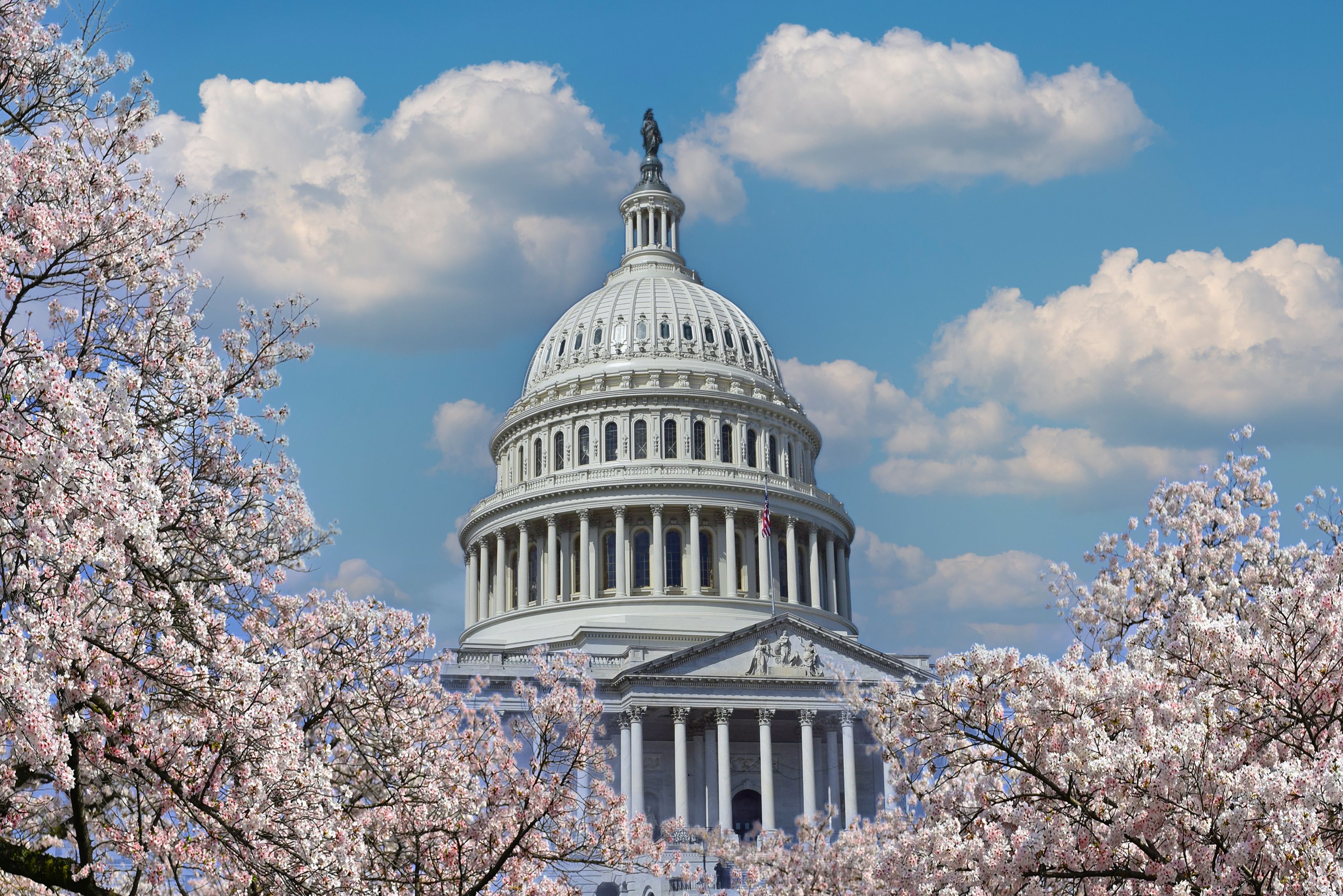 washington dc cherry blossoms