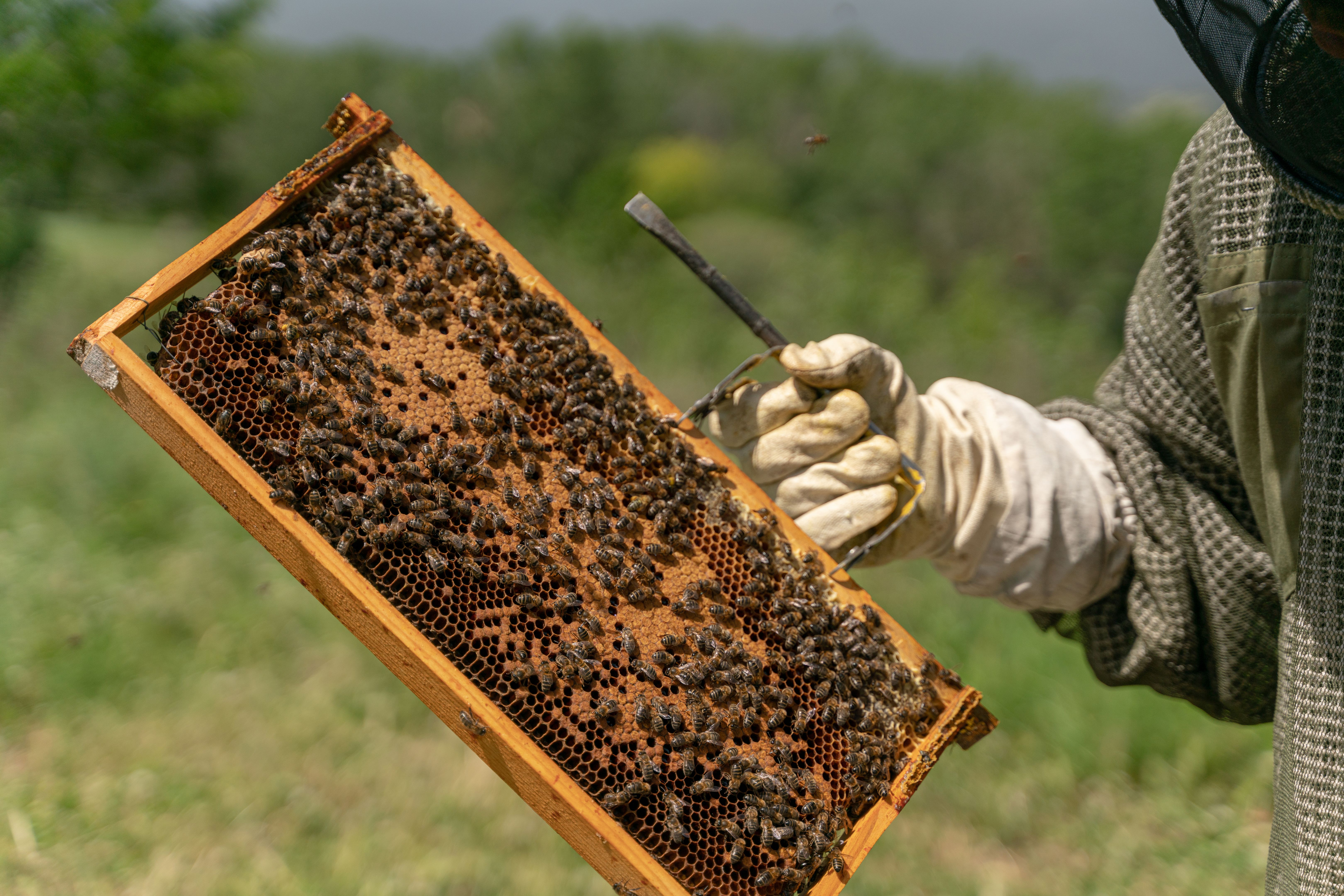 expert animal handler