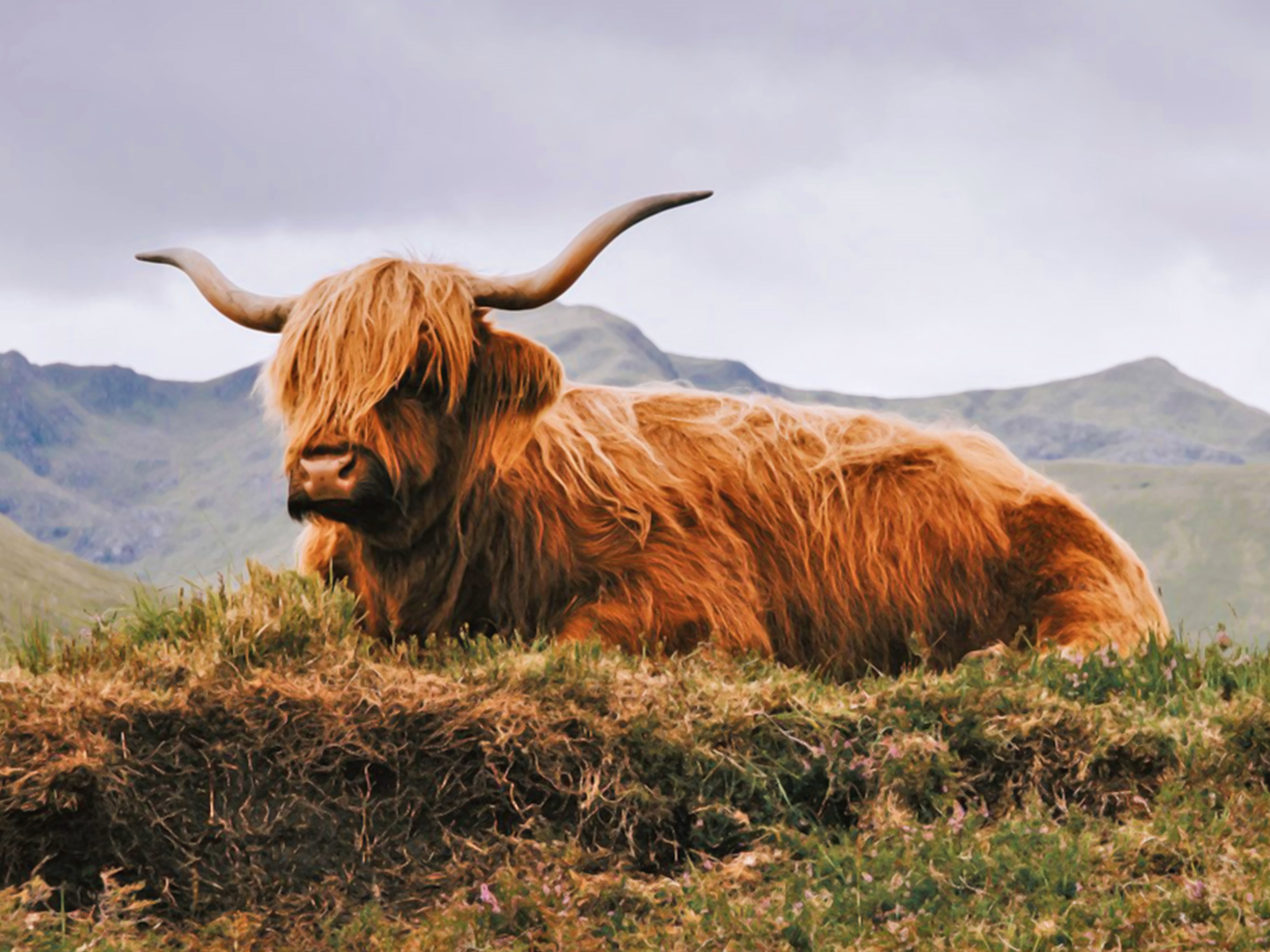 highland cattle