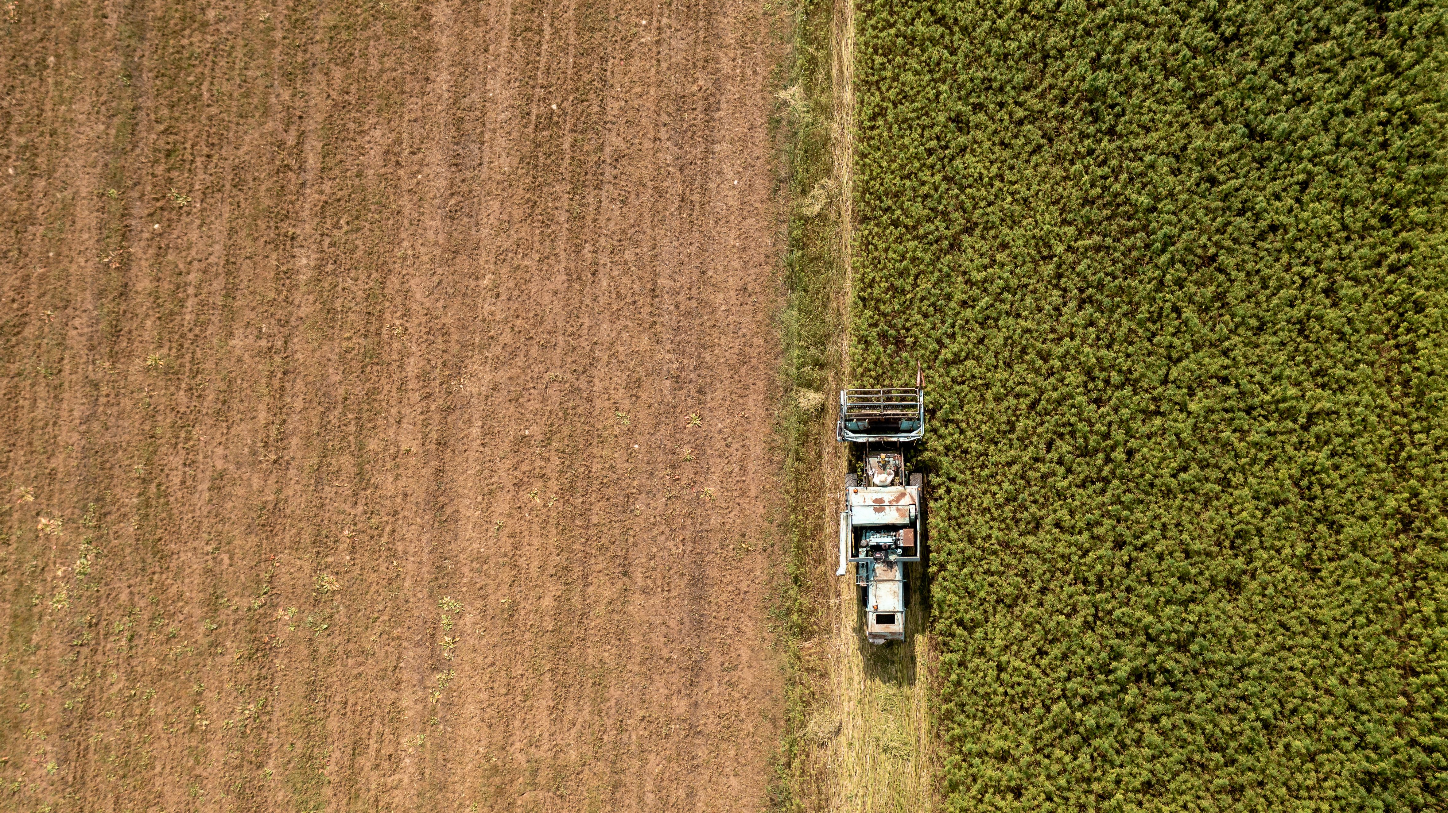 harvesting hemp