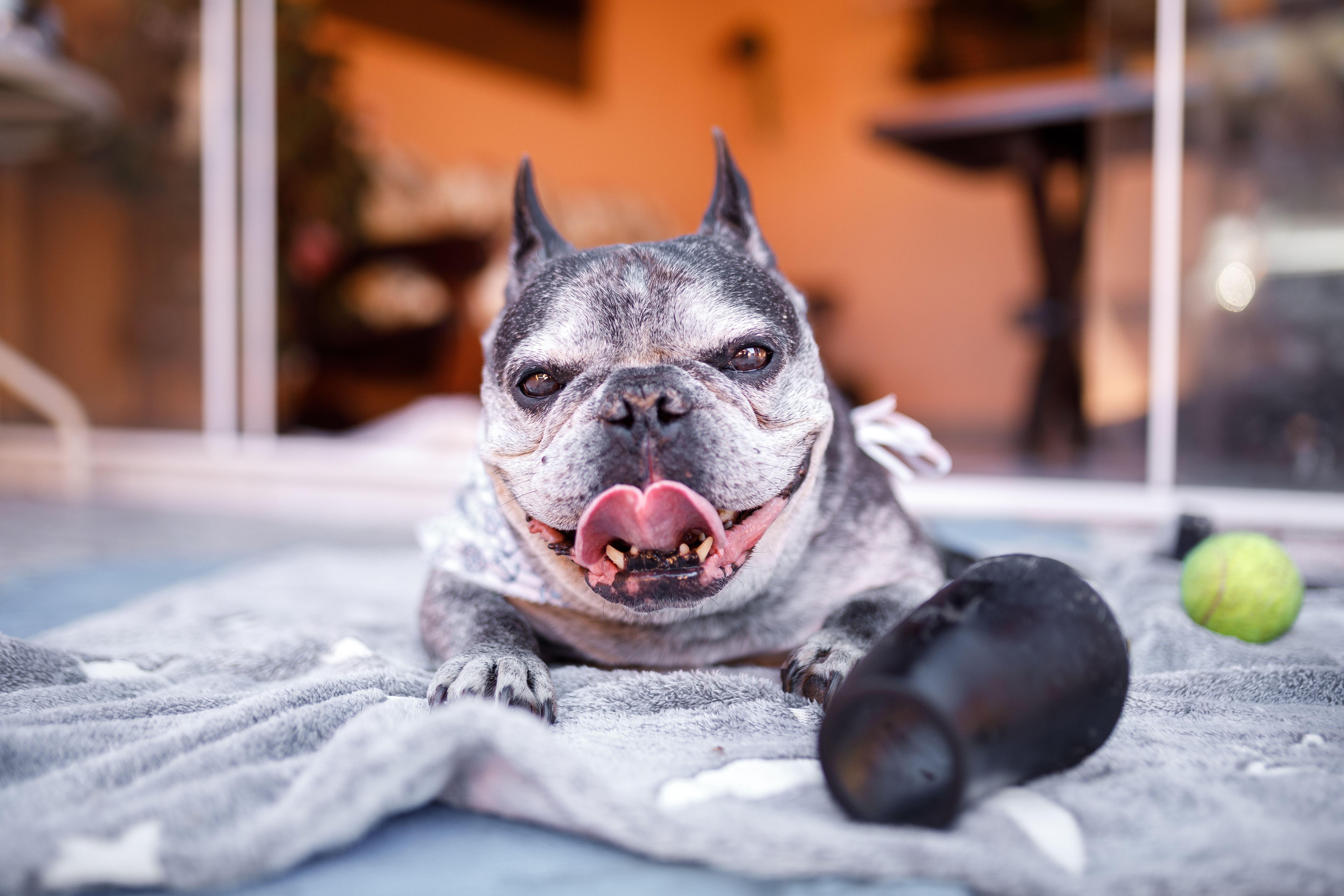 french bulldog toys