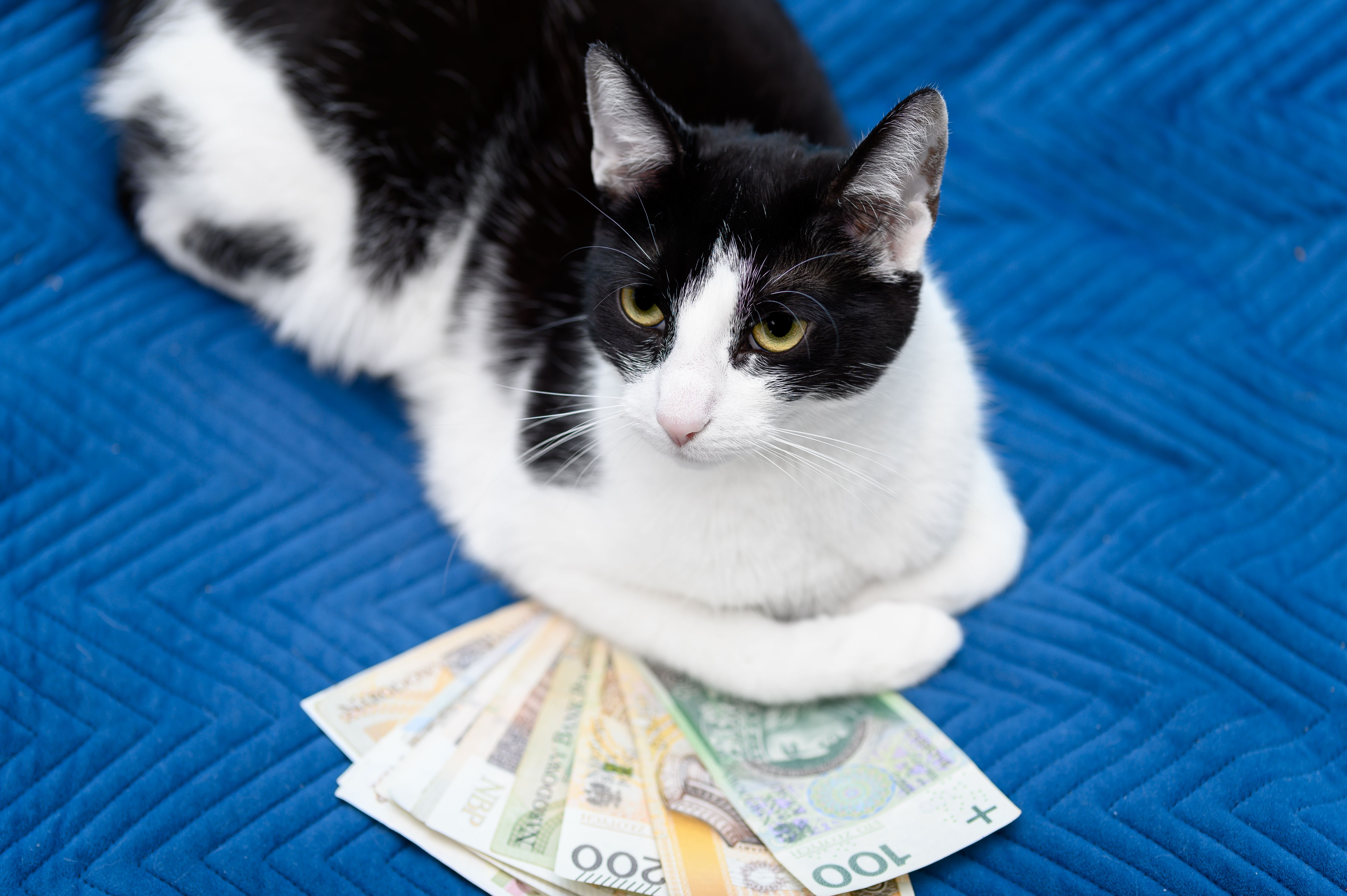 pet pricing