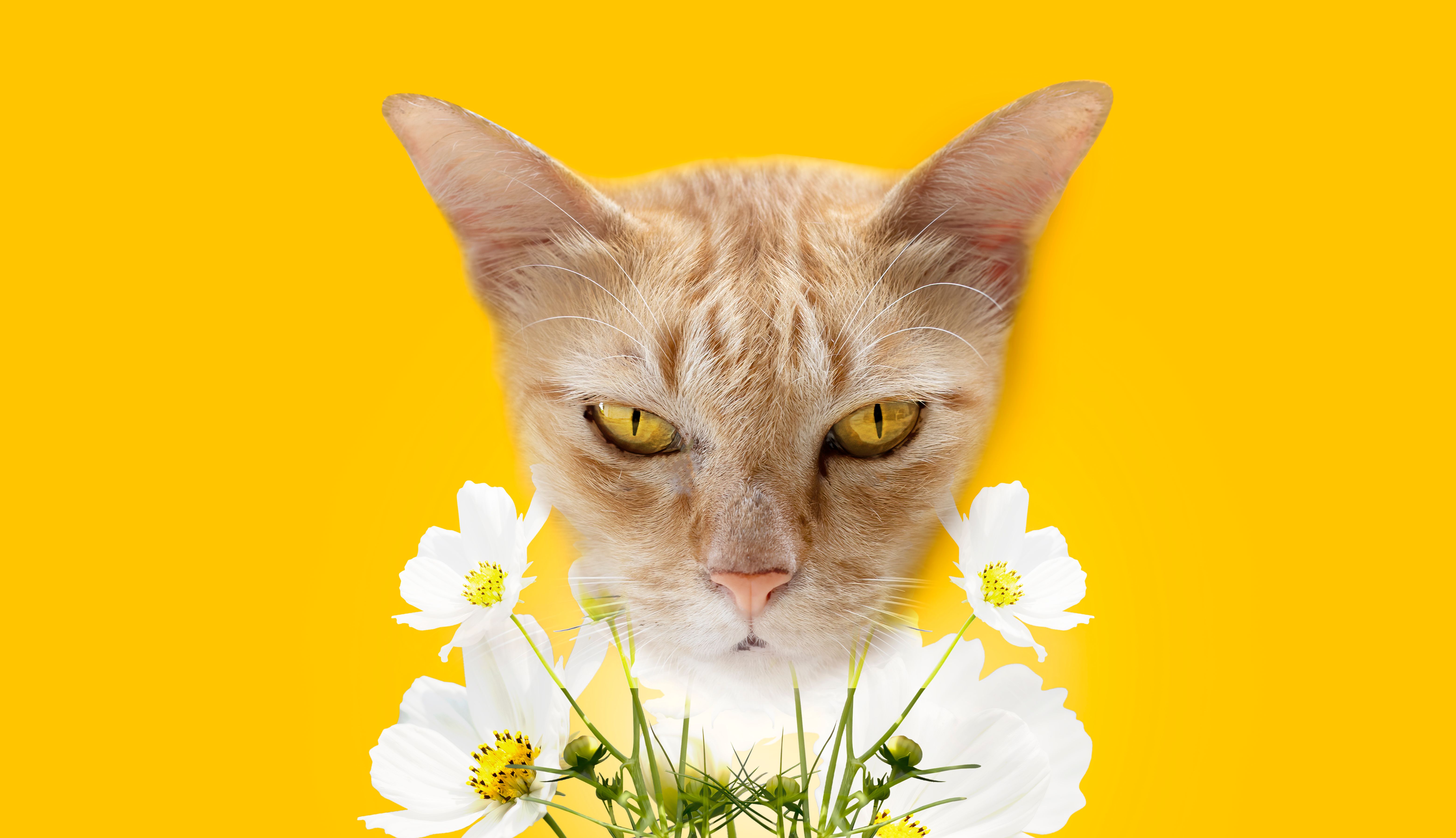 cat spring flowers