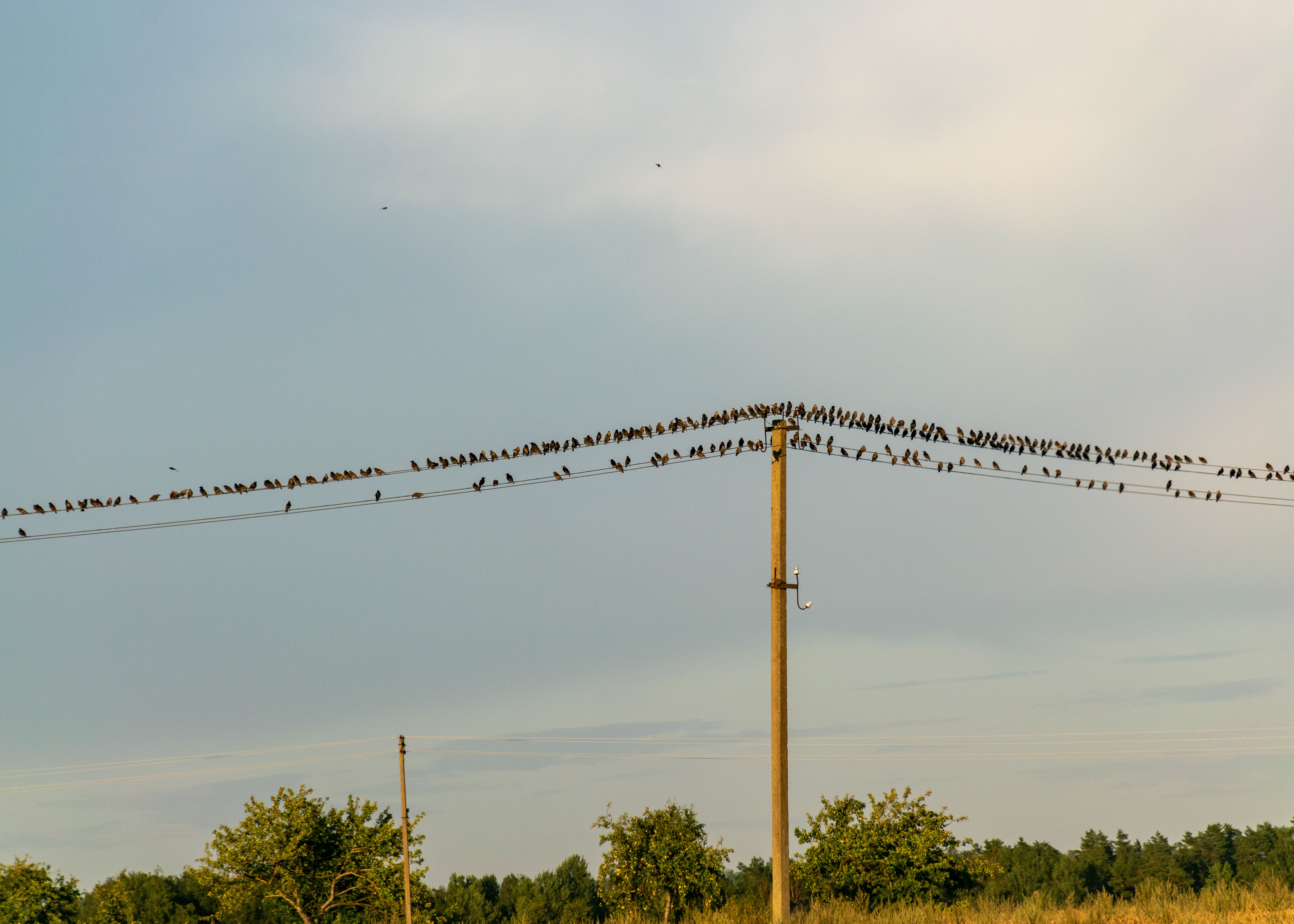 beautiful autumn landscape with electric poles and wires on which sit many small small birds
