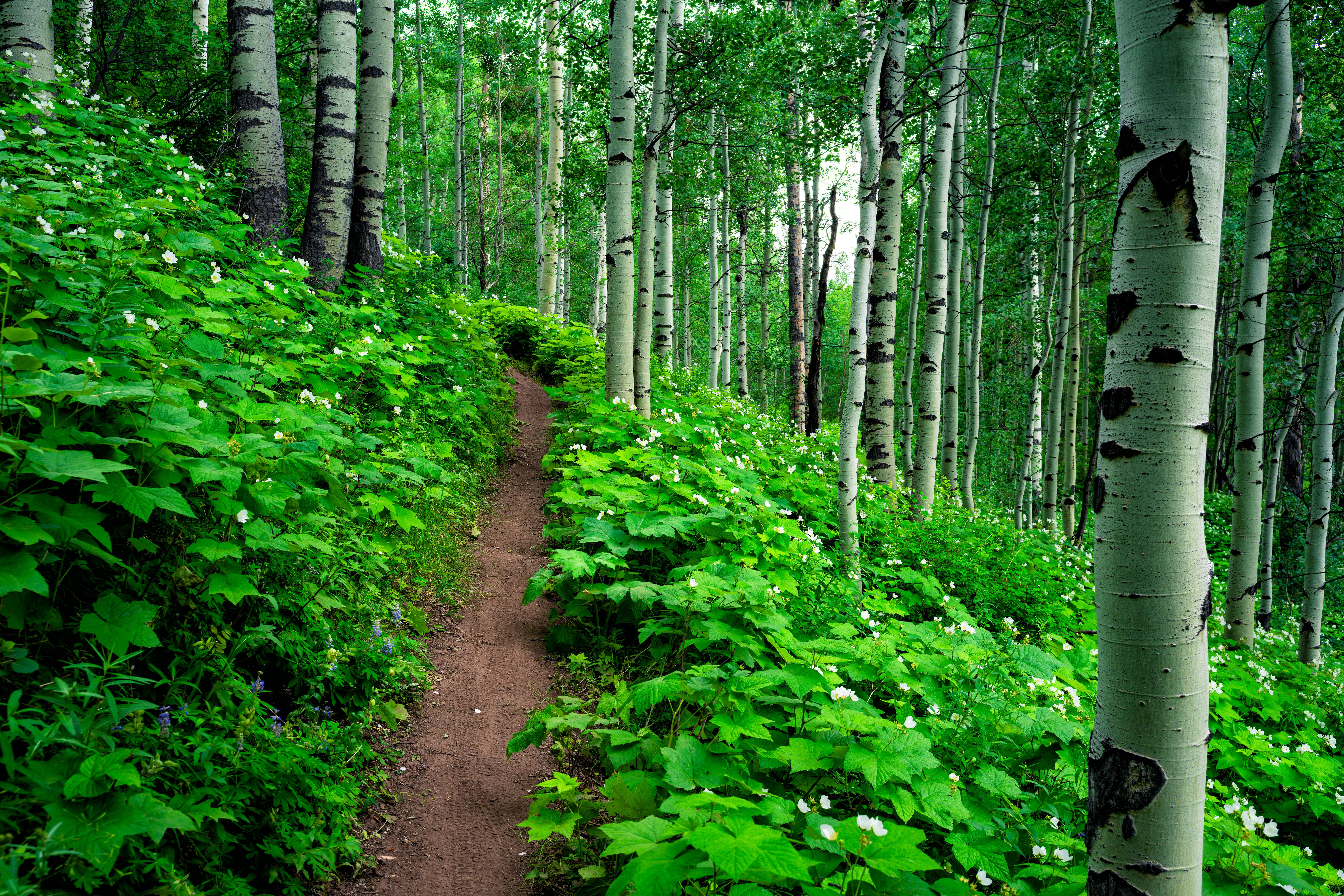 colorado hiking trail