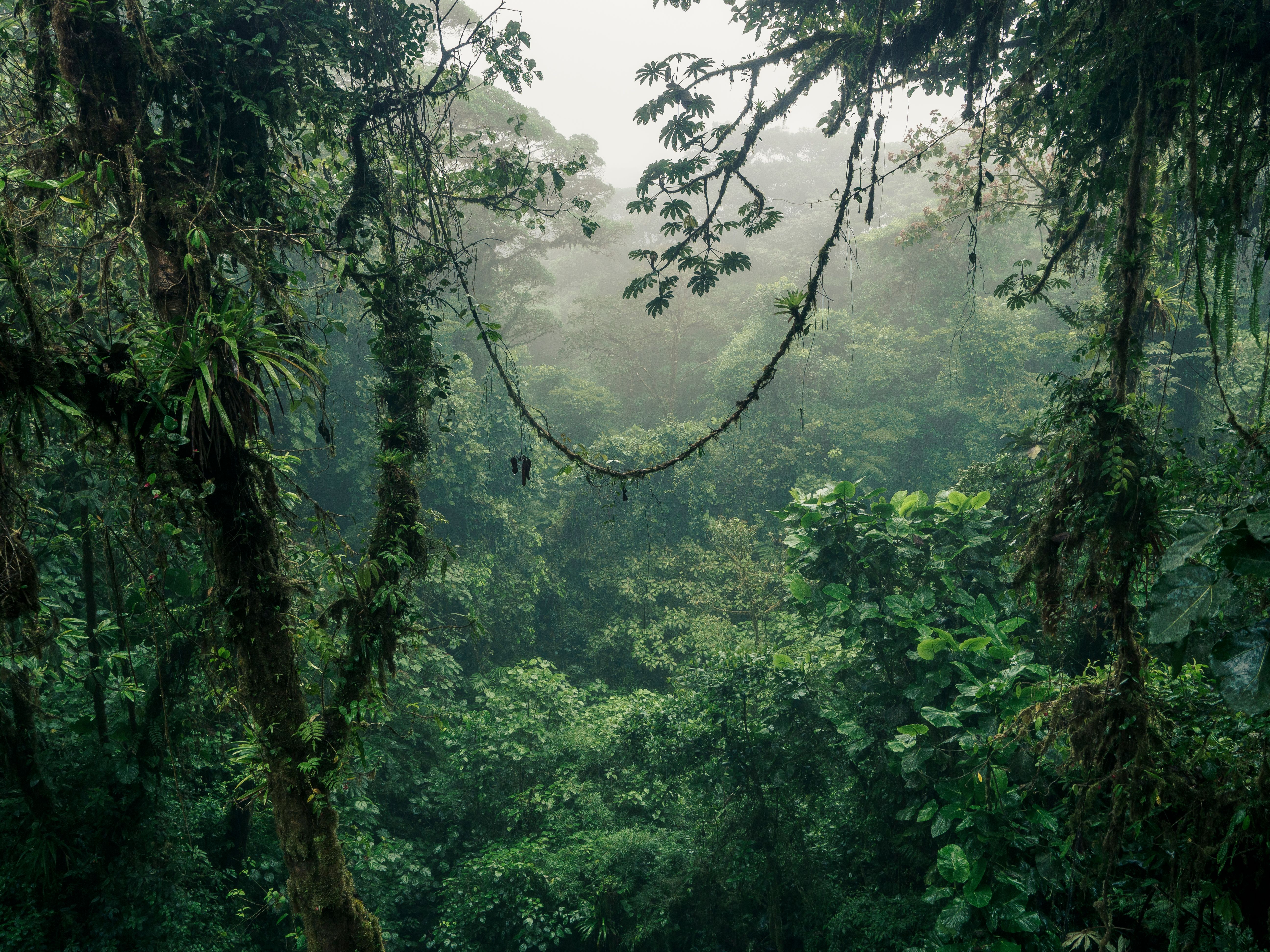 Misty cloud forest in Costa Rica Misty cloud forest in Costa Rica