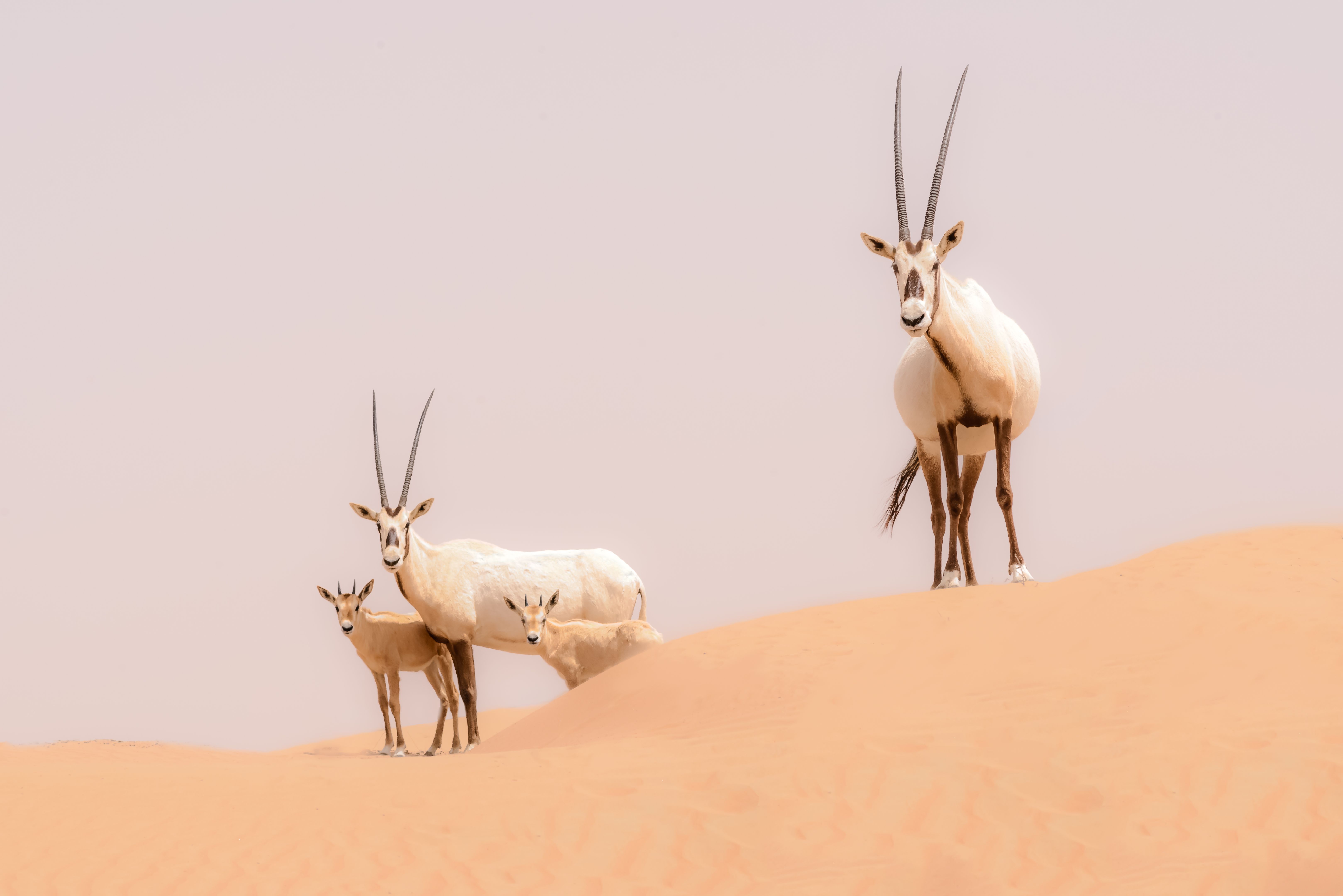 arabian oryx