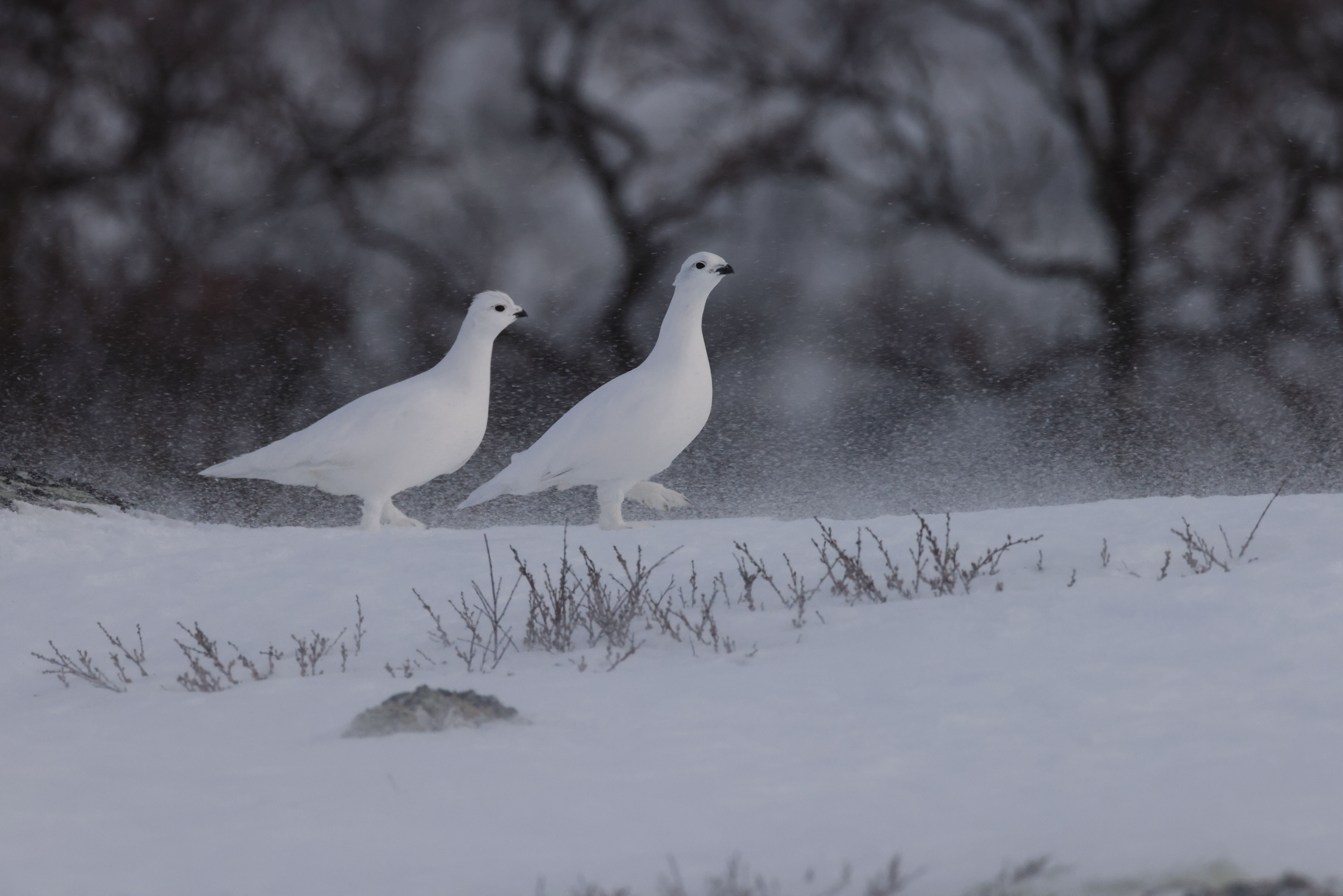 ptarmigan hunting Norway