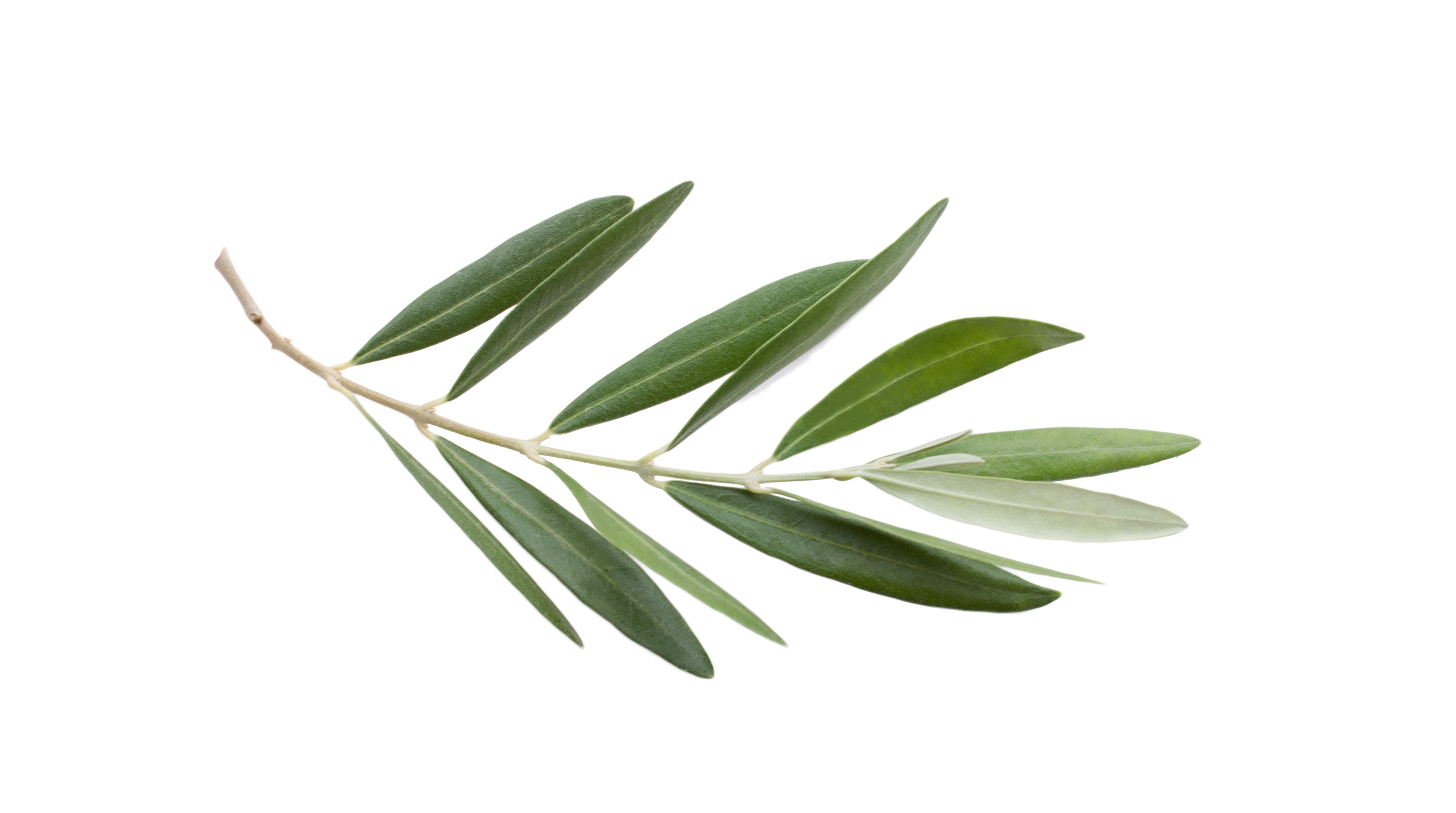 olive leaves