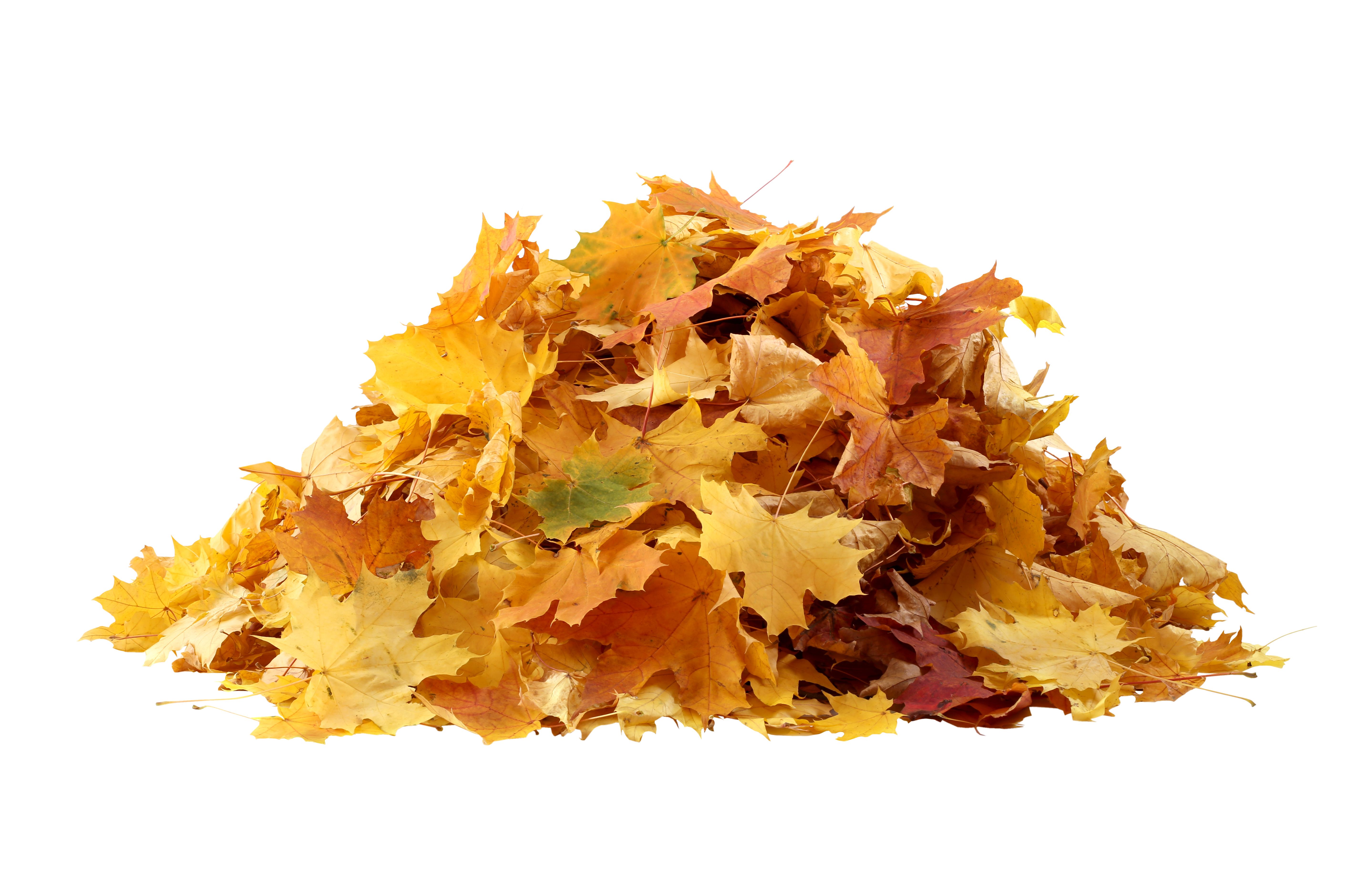 autumn leaves