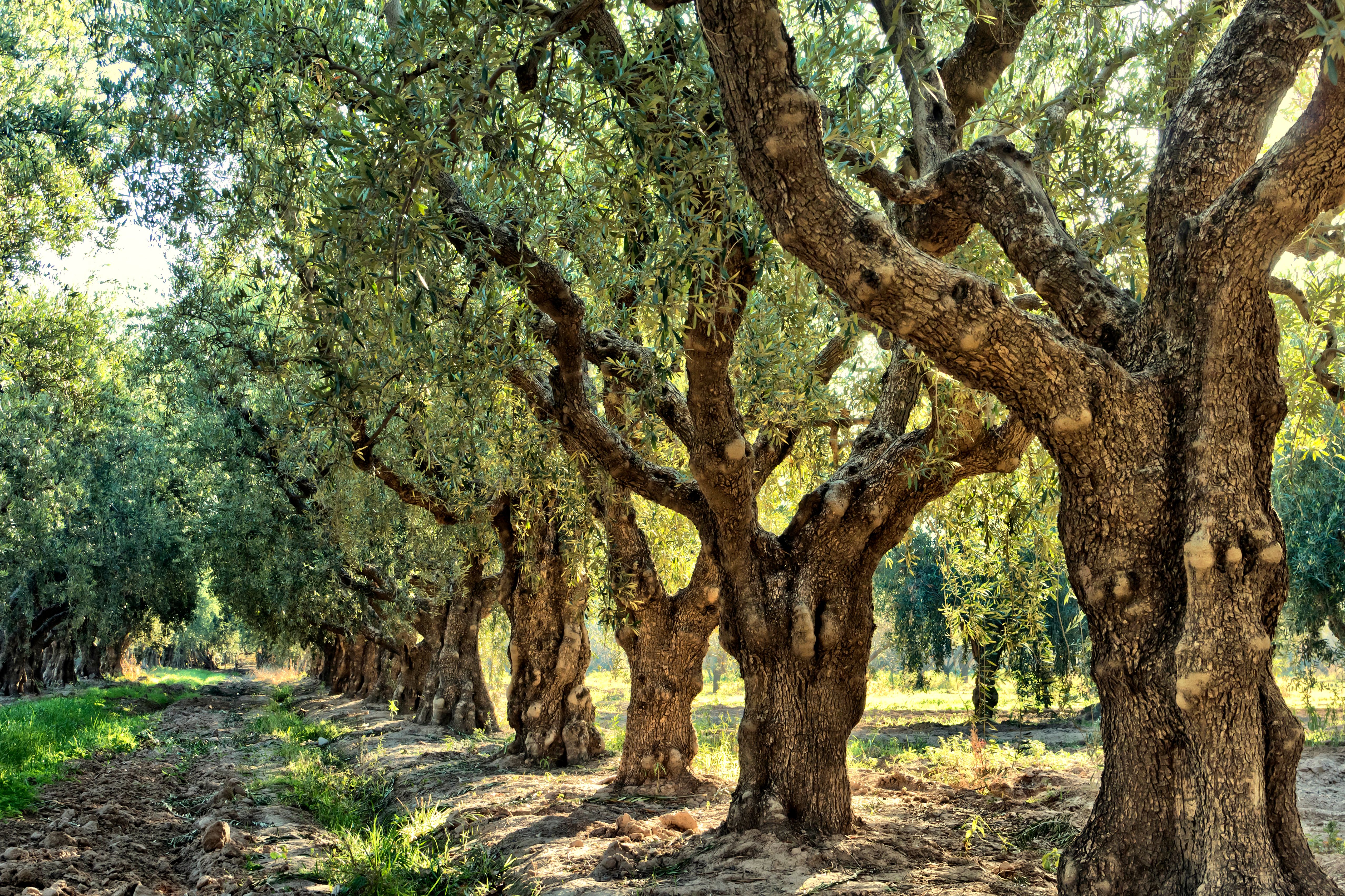 olive tree field