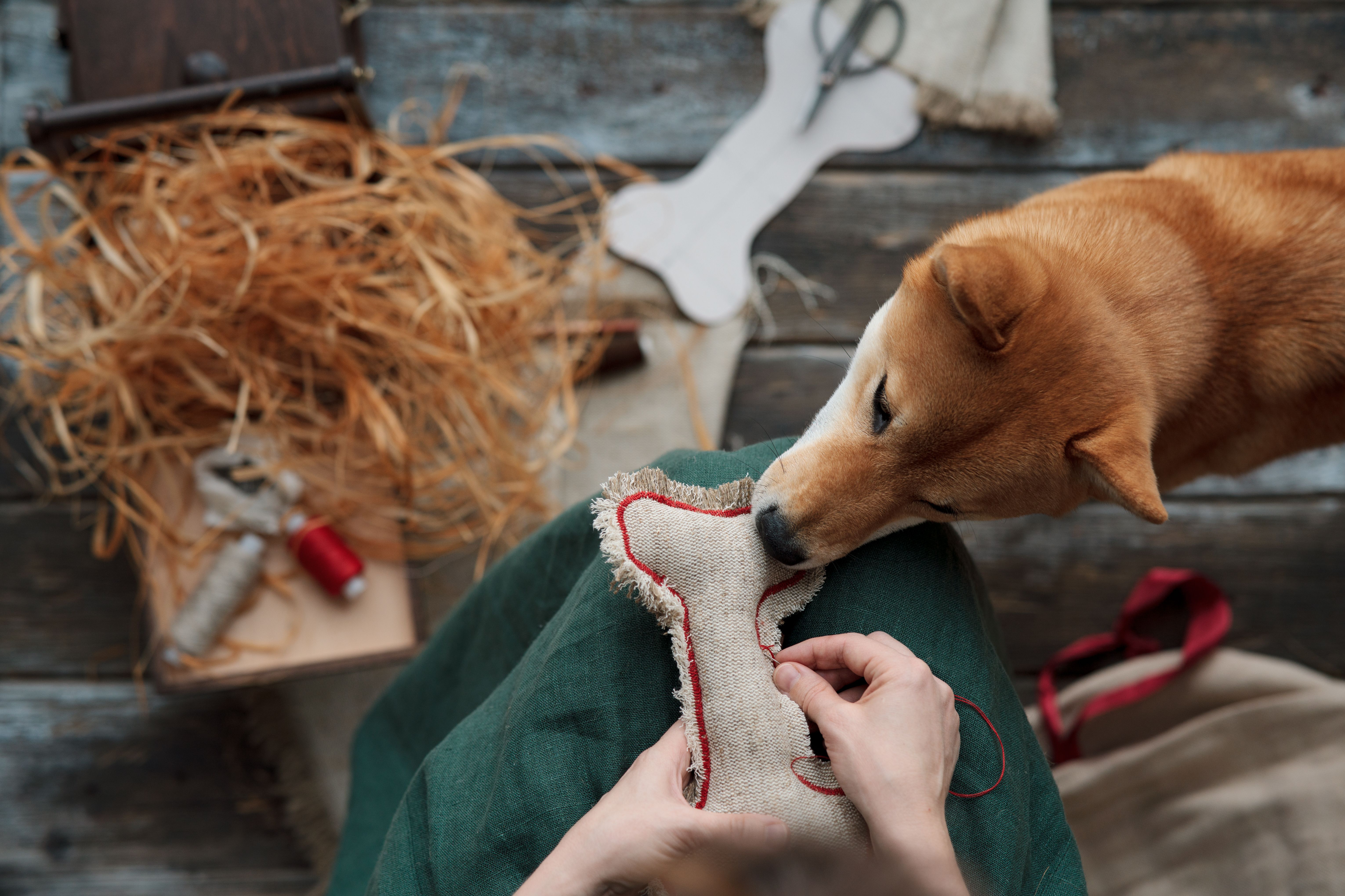 DIY pet toys