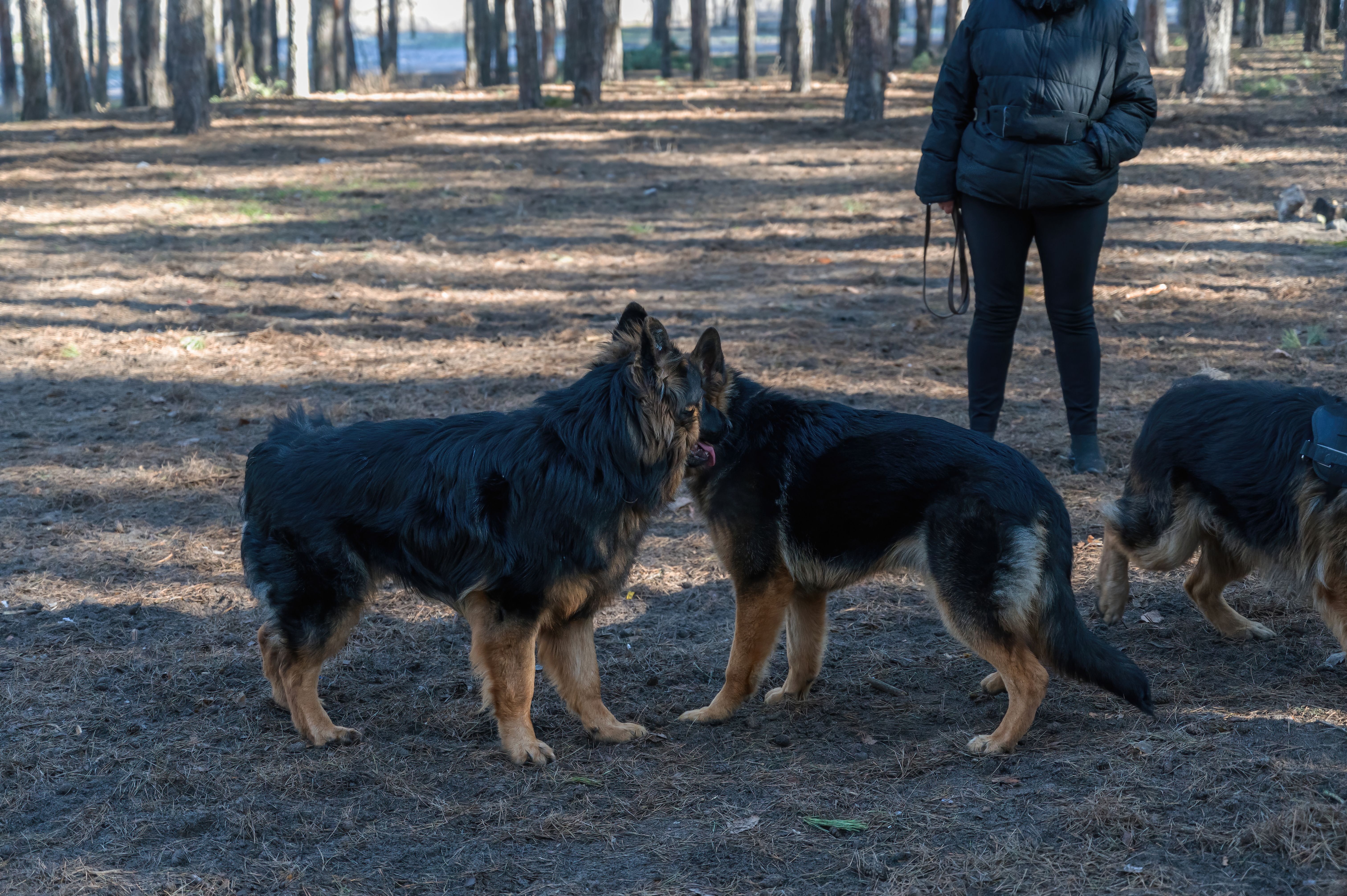 german shepherd socialization