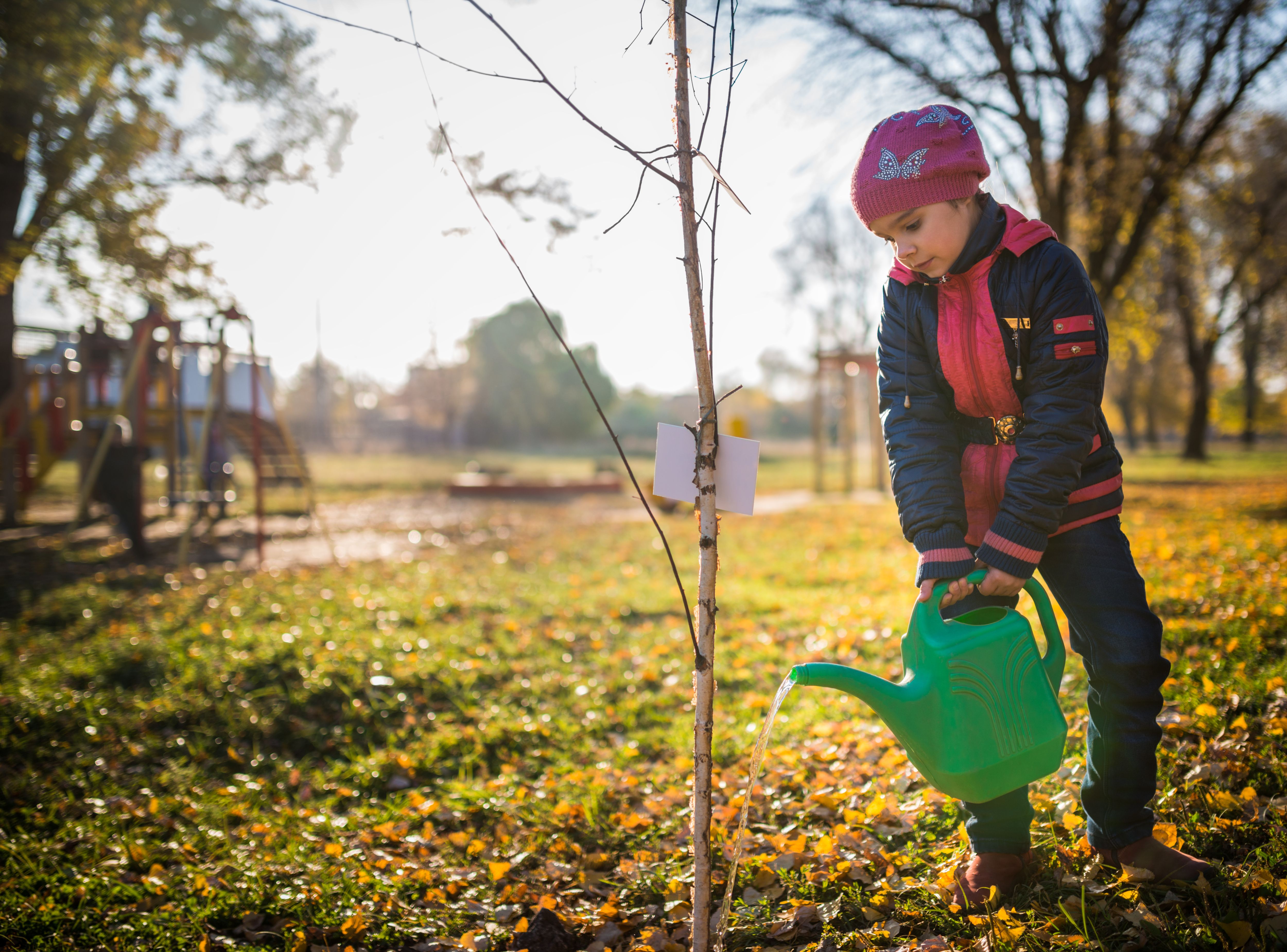 tree watering