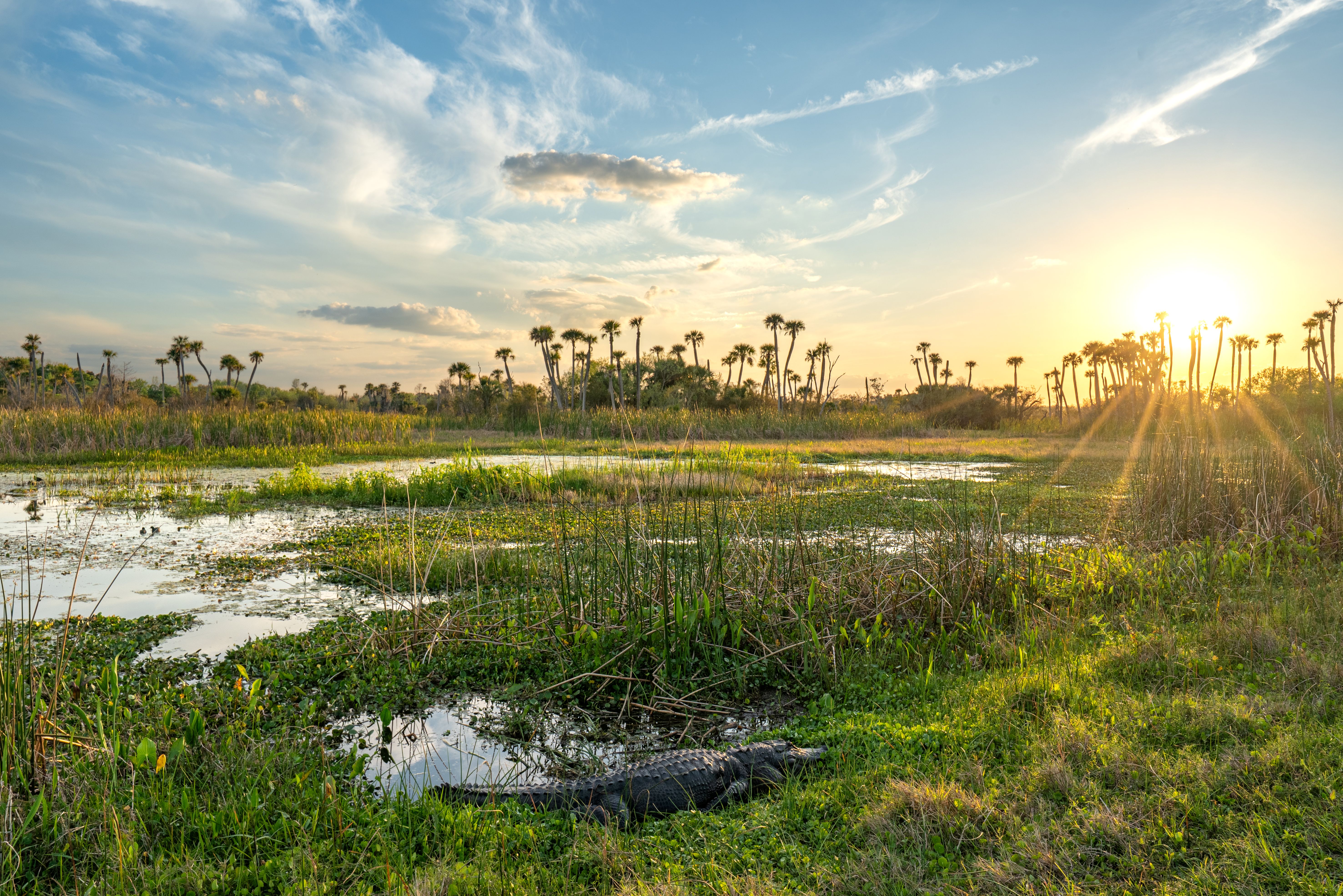 florida wetlands