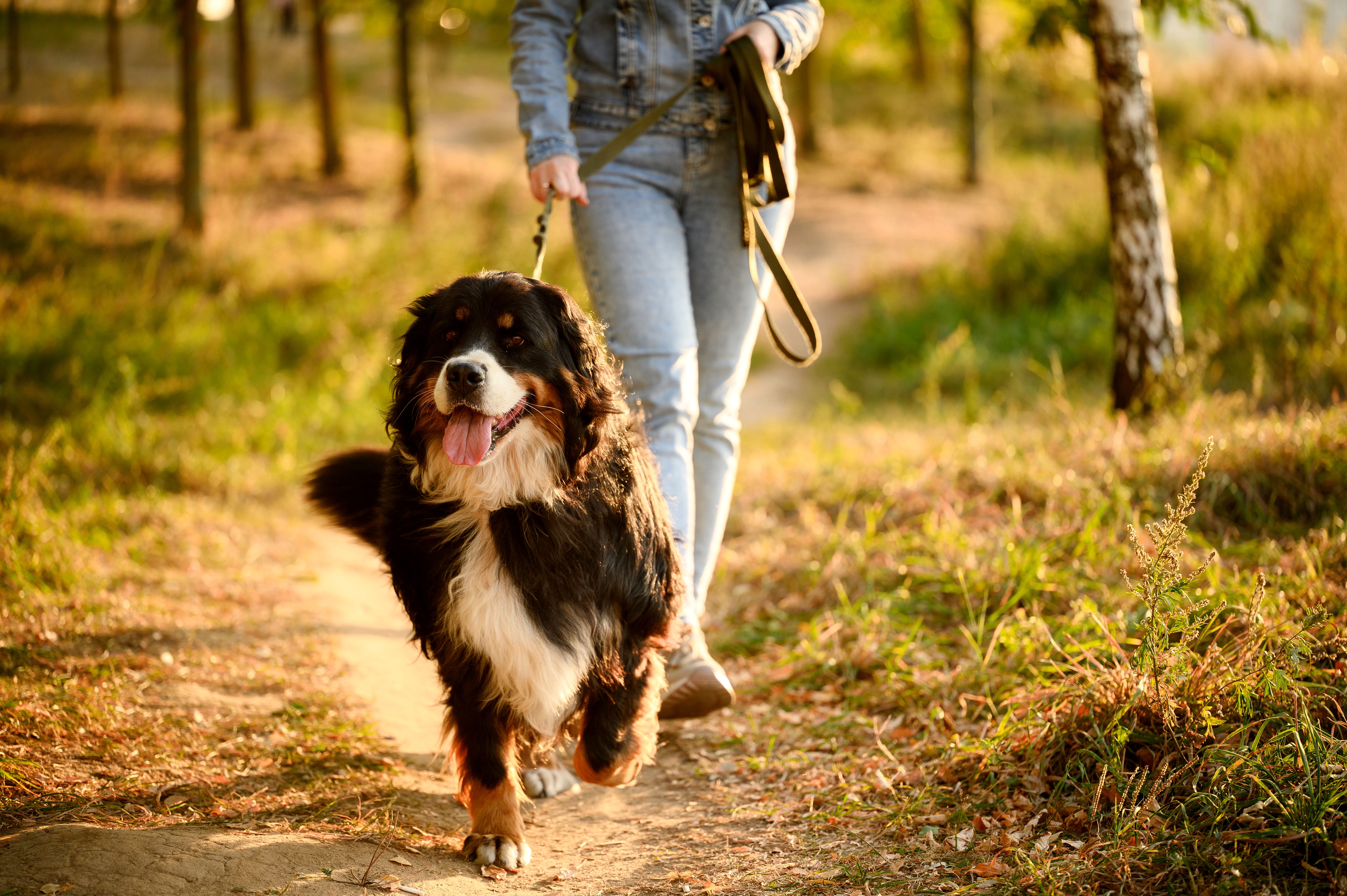 dog walking
