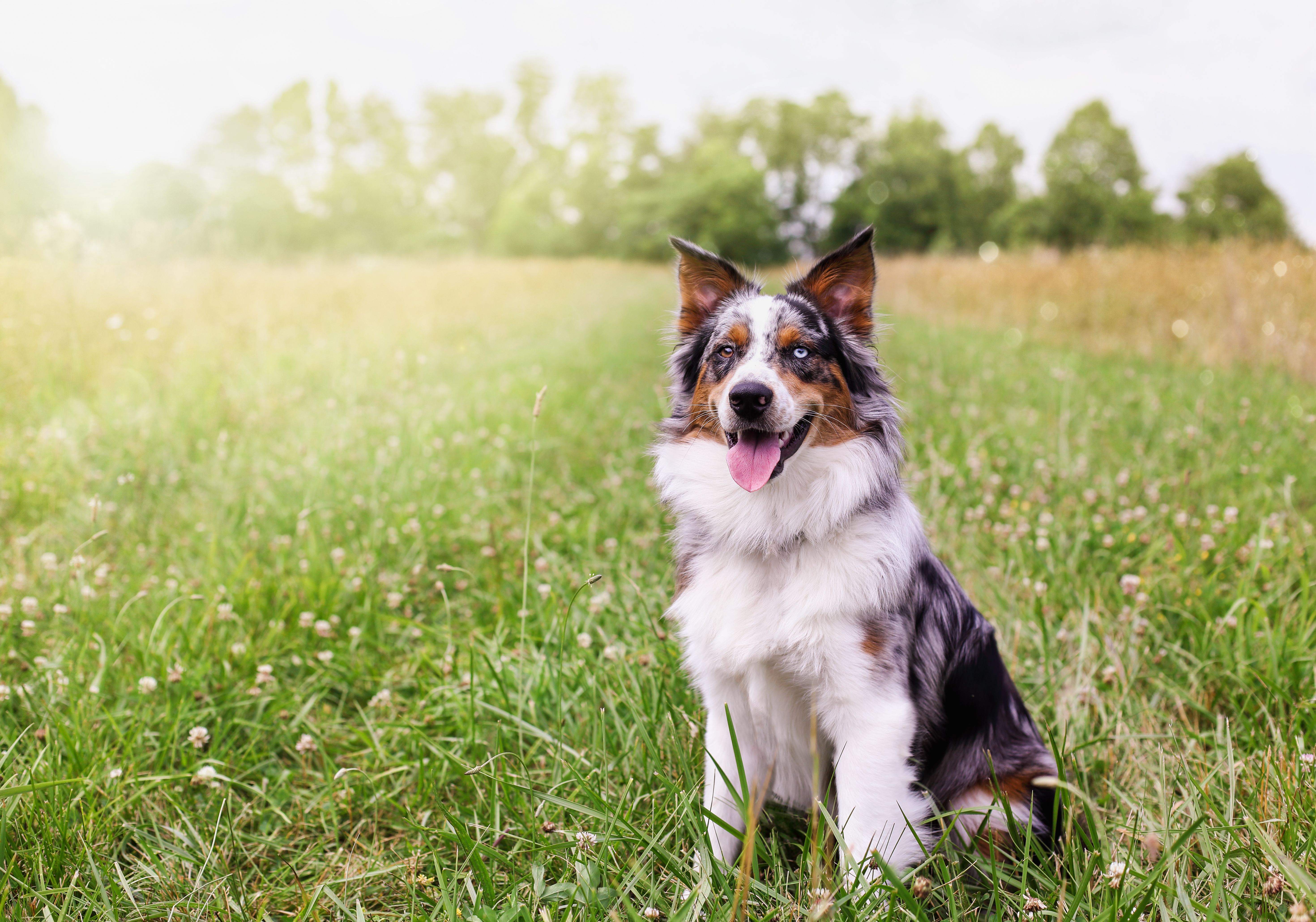australian shepherd outdoors