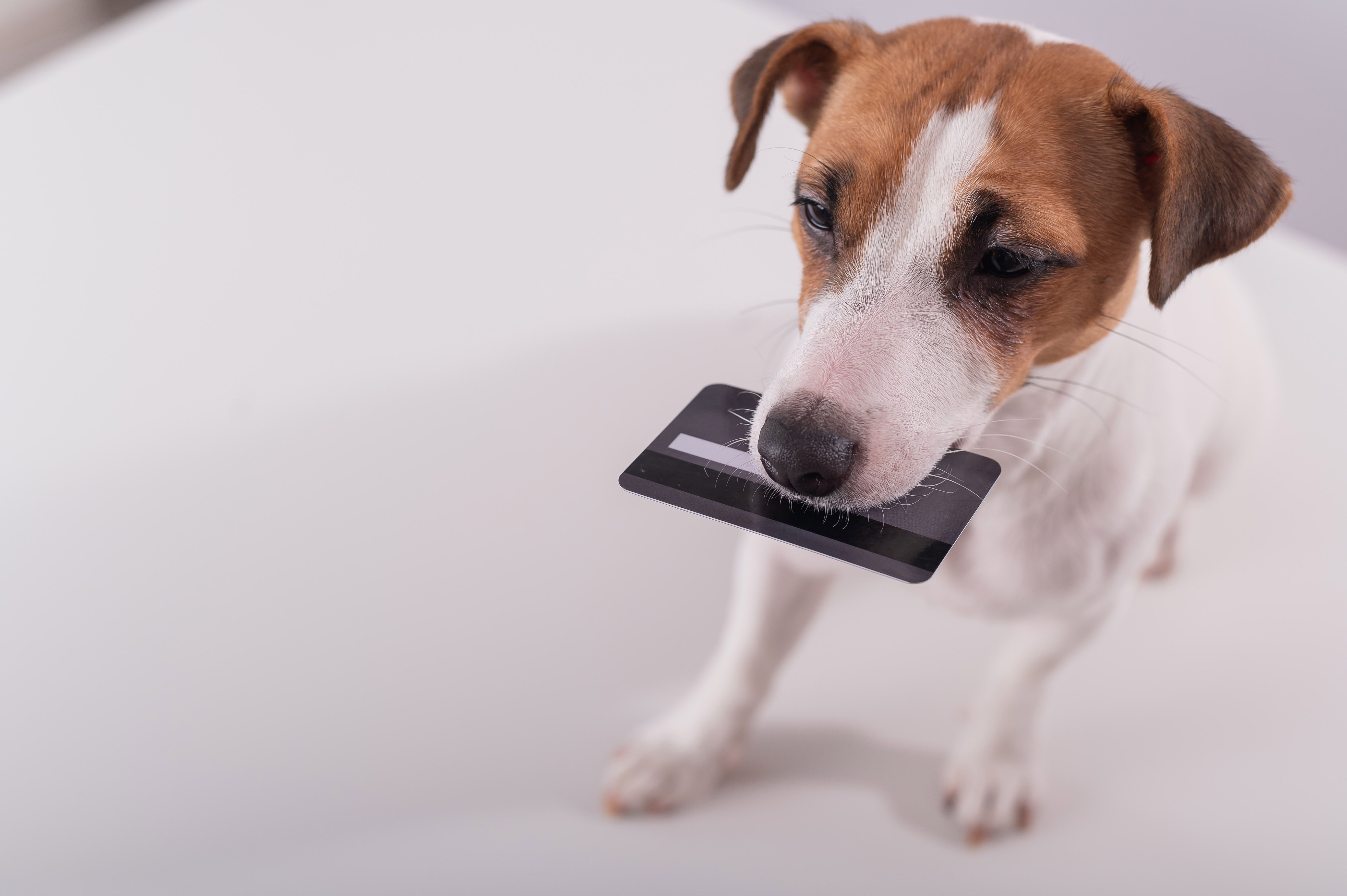 An obedient smart dog holds a bank card in his mouth on a white background. Copy space