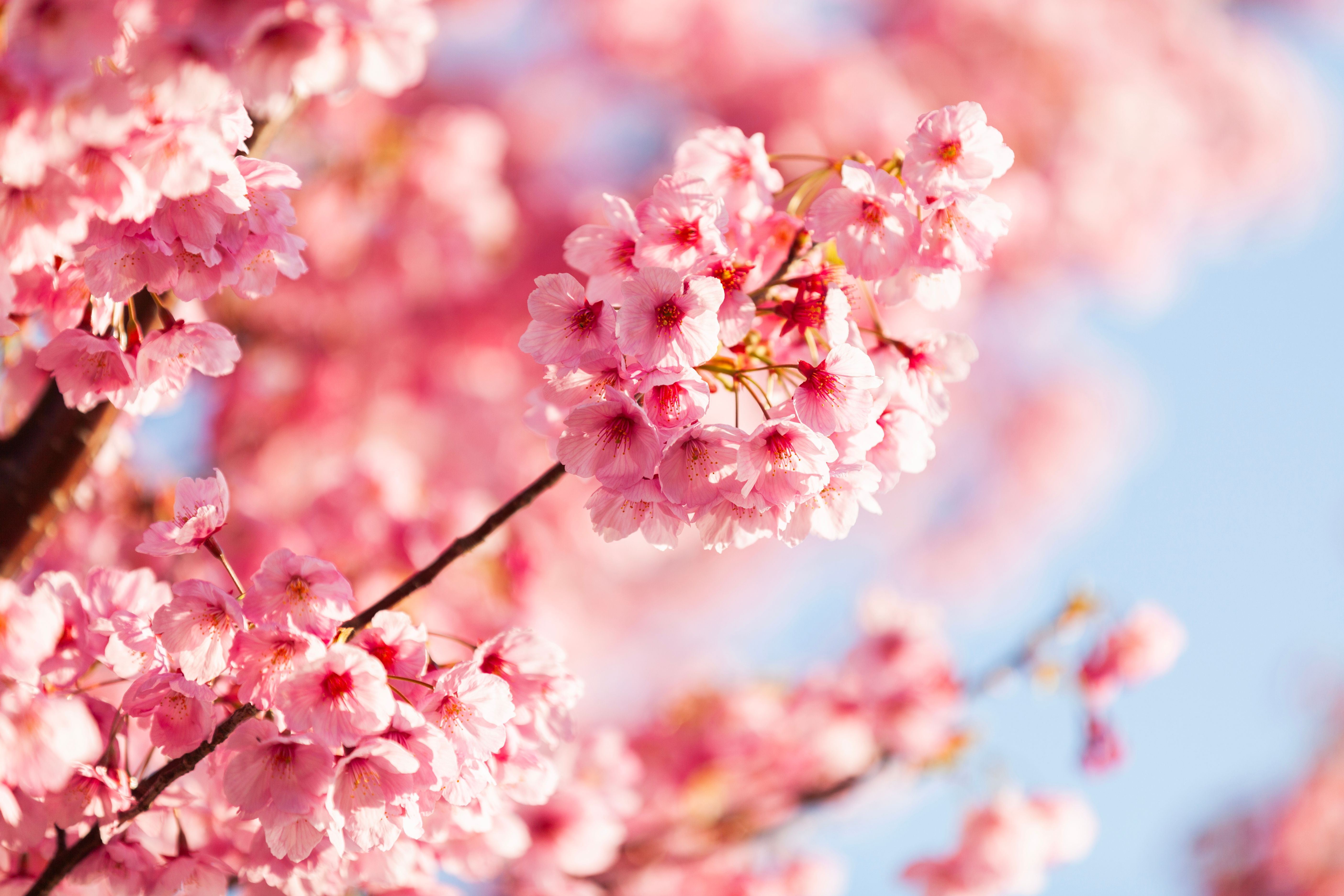 cherry blossoms