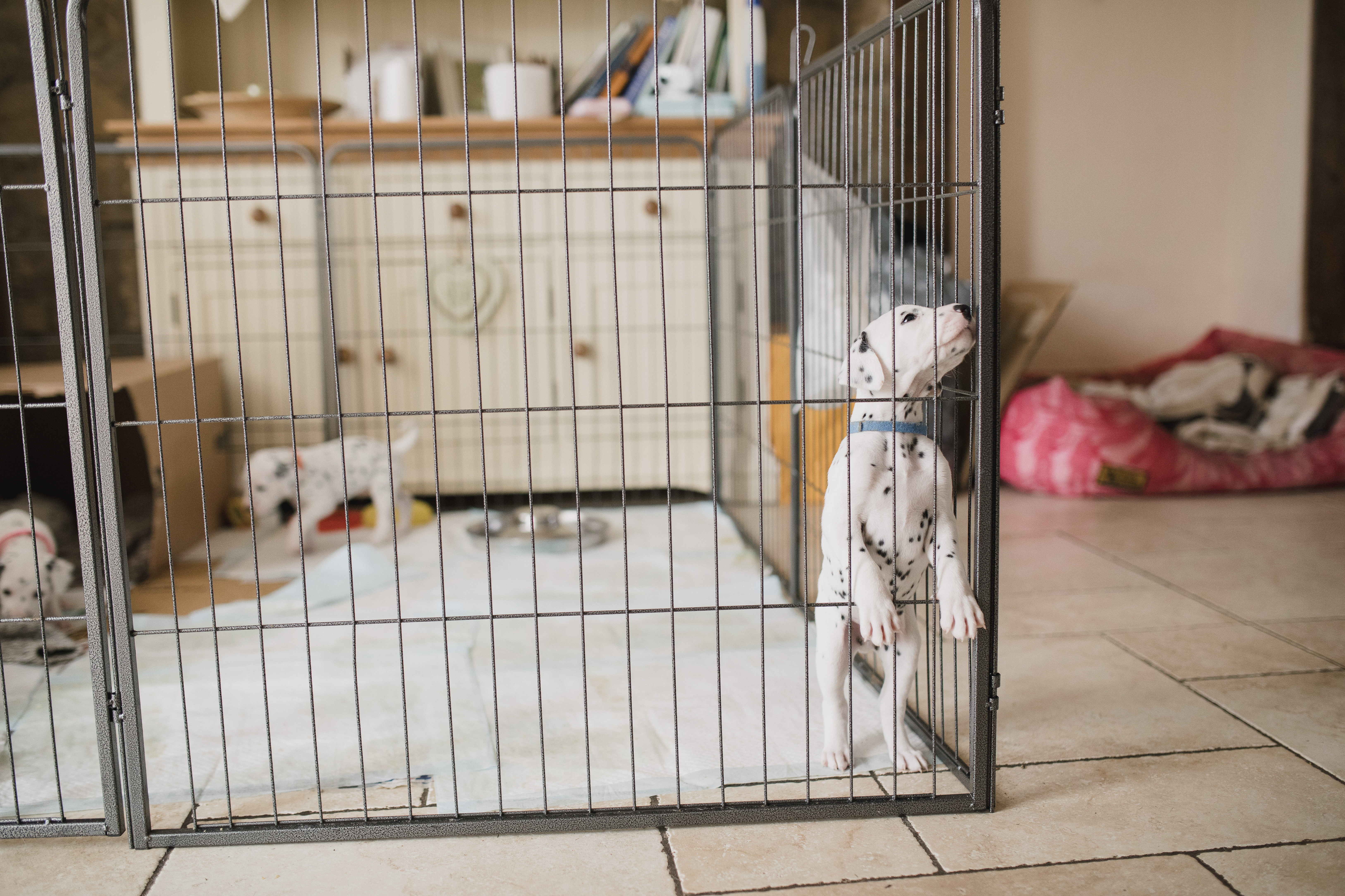 Curious Dalmatian Puppy In A Playpen Curious Dalmatian Puppy In A Playpen