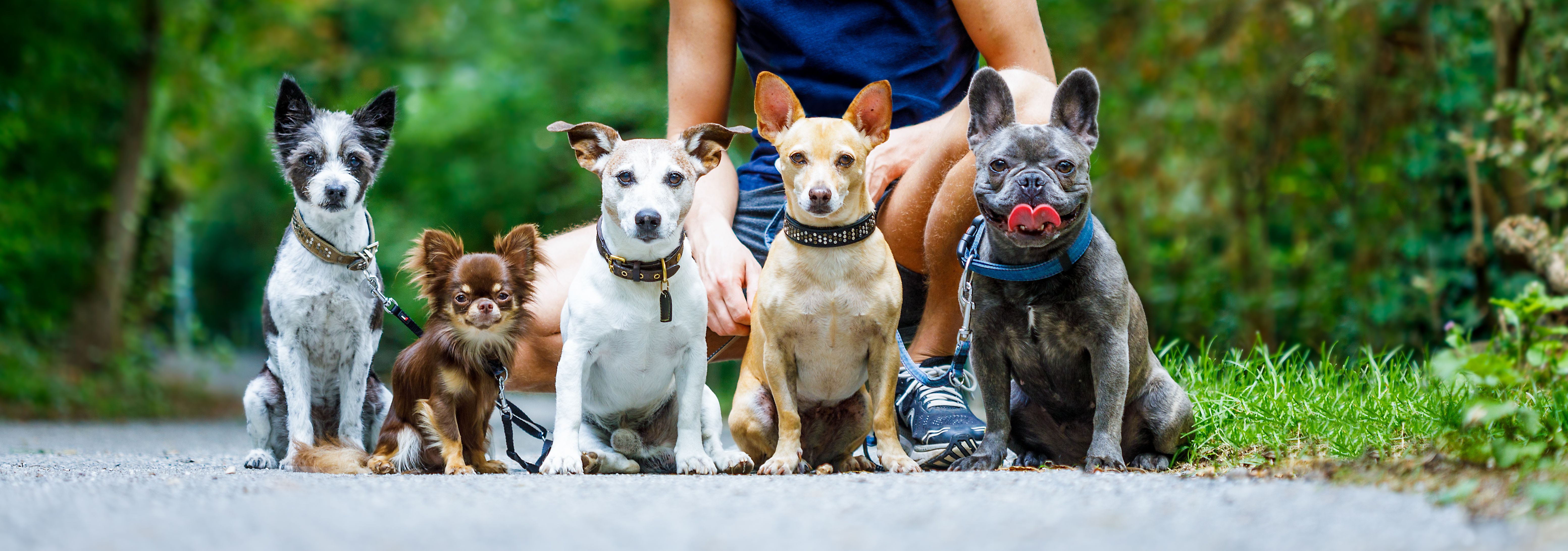 dogs with  leash and owner ready to go for a walk