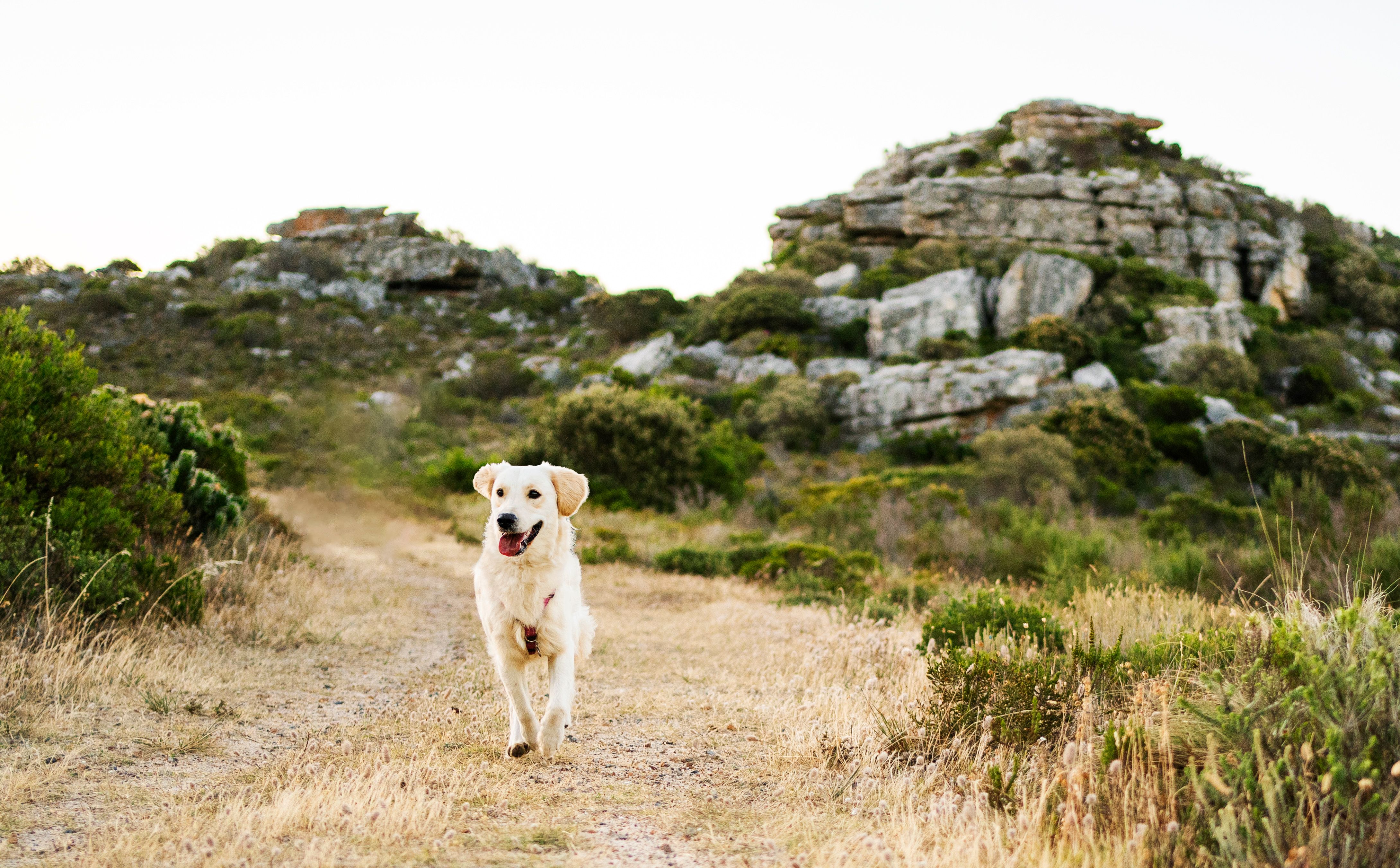 dog hiking trail