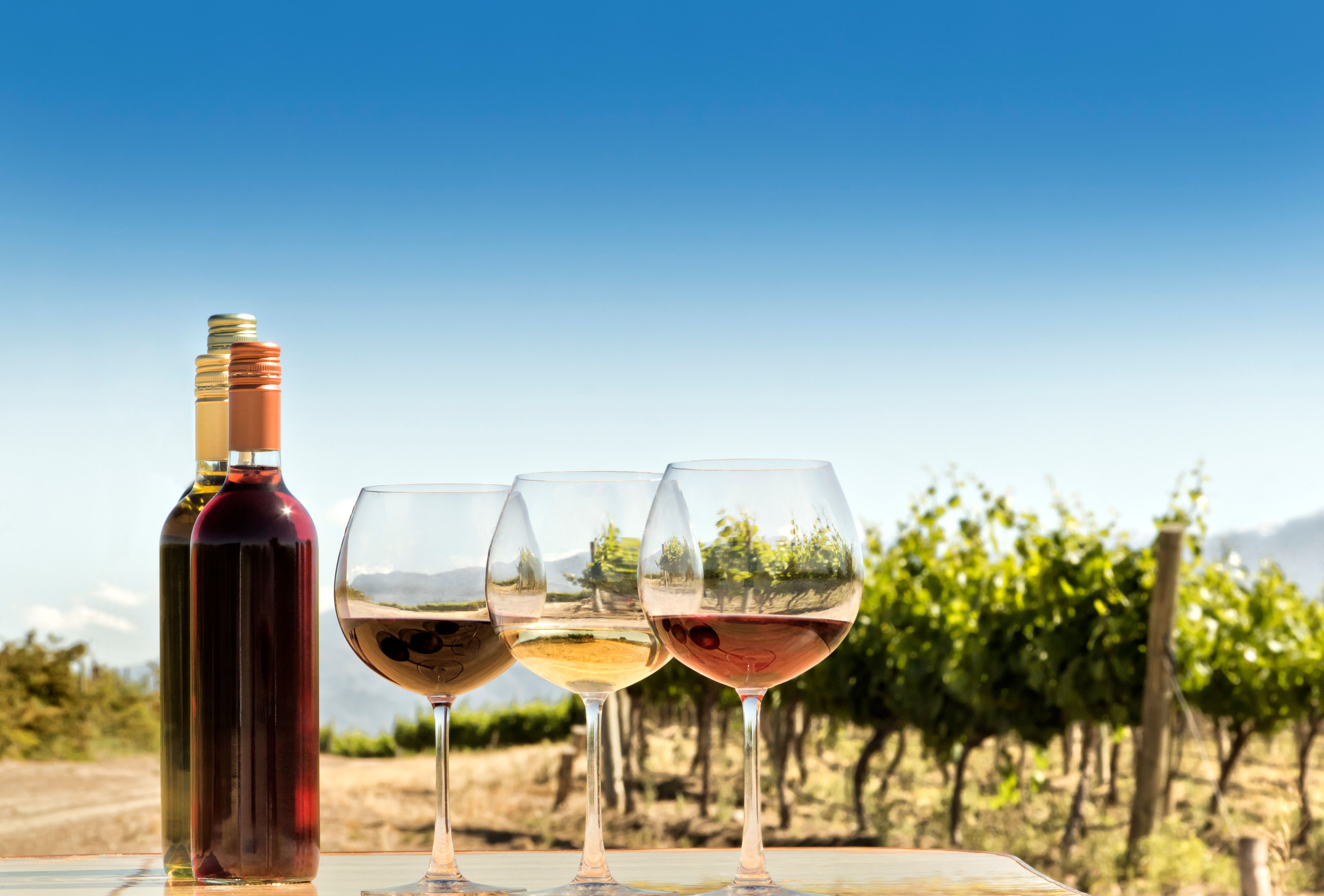 terroir vineyard