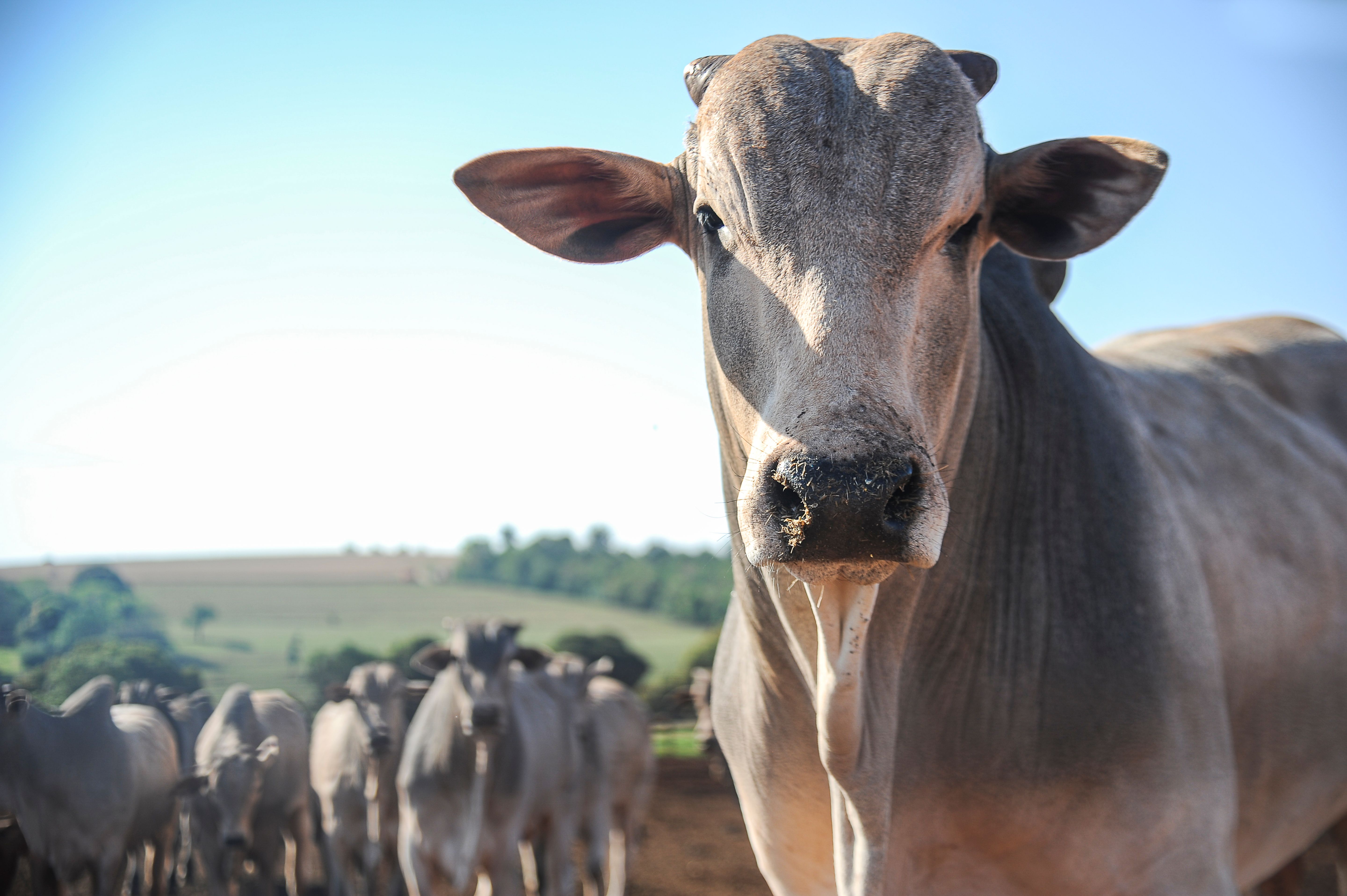 brazilian beef export