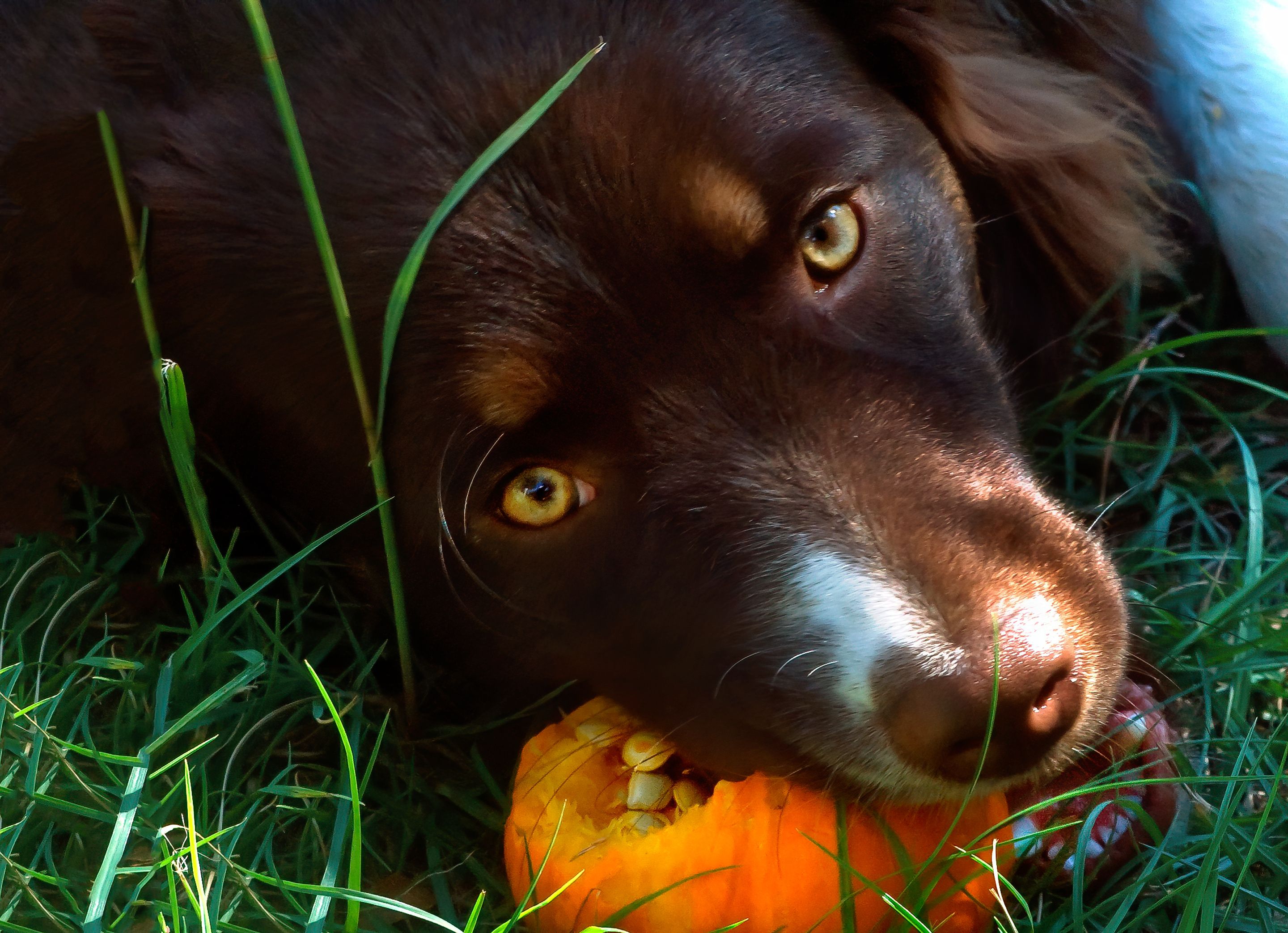 australian shepherd nutrition