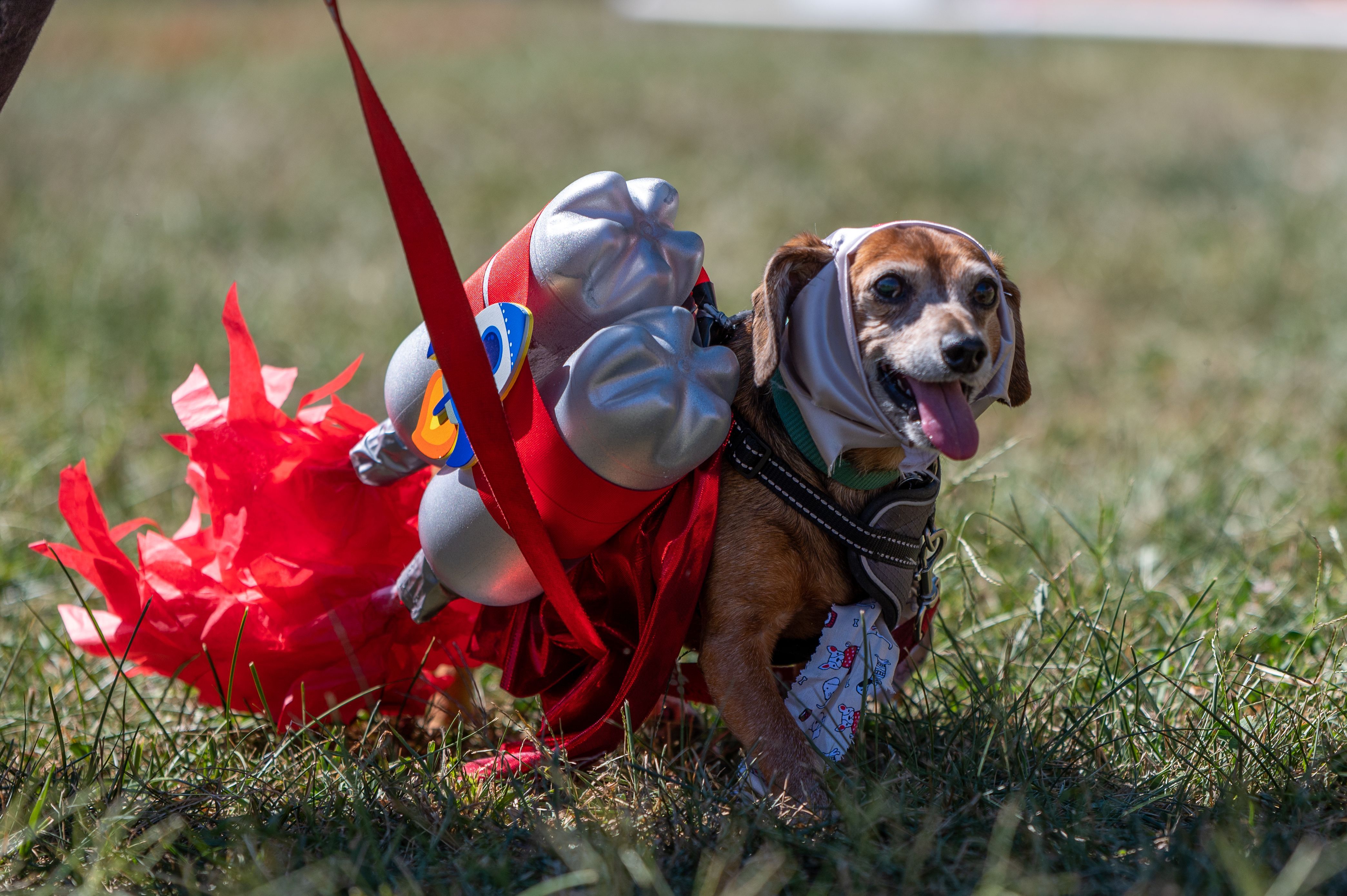pet costume contest