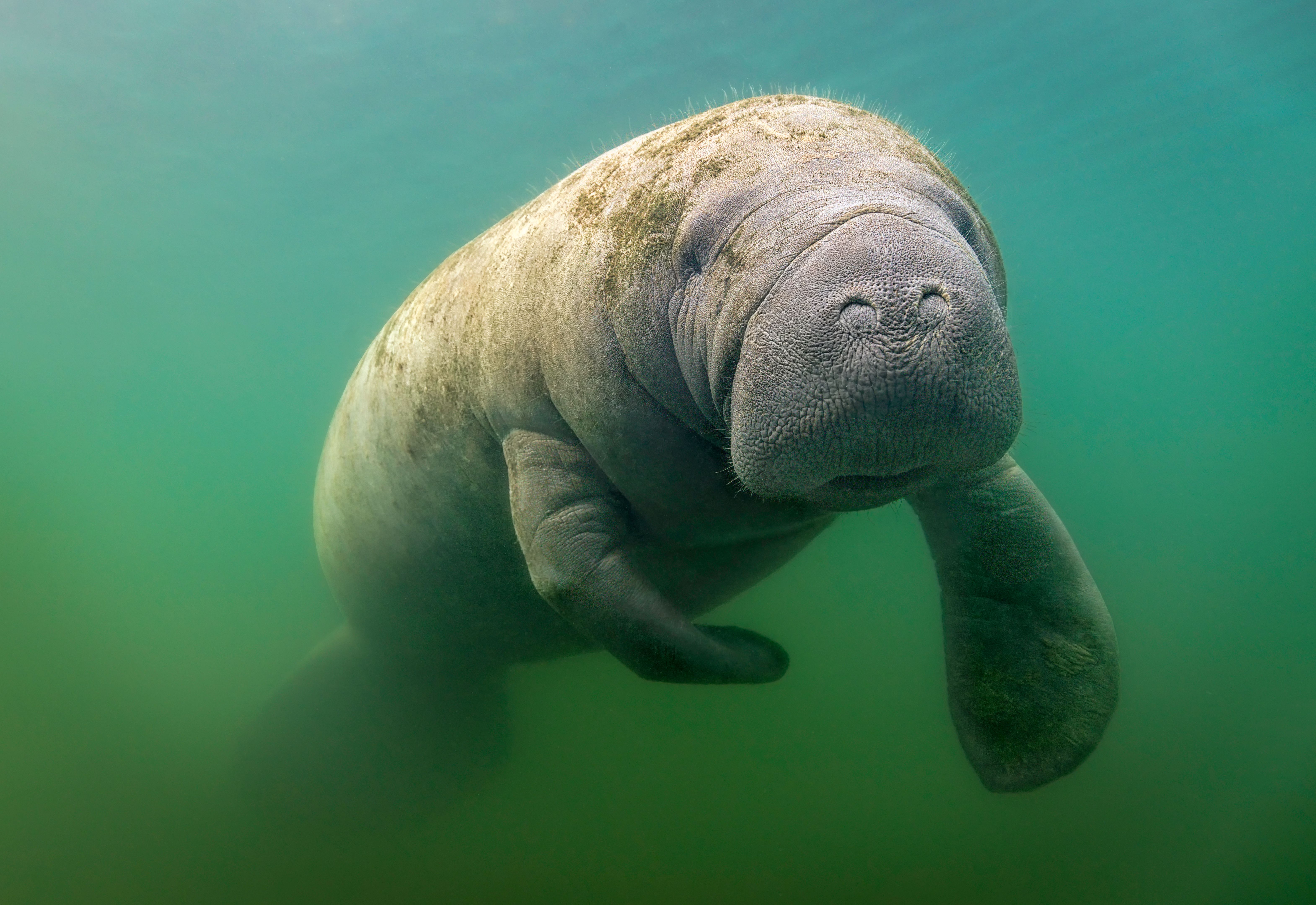 manatee swimming